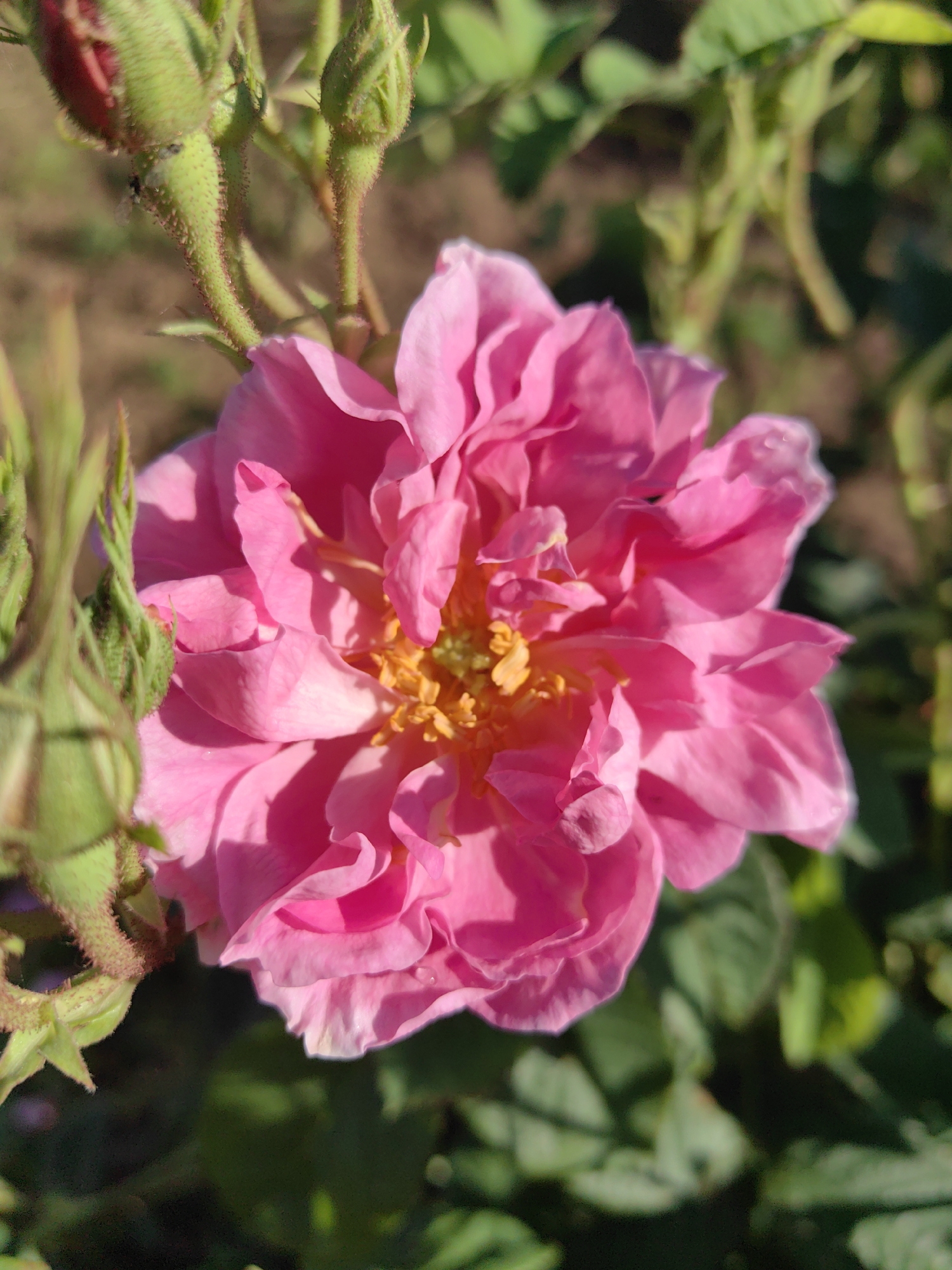 Pink roses bloom in gardens and fields in Rozino, Bulgaria