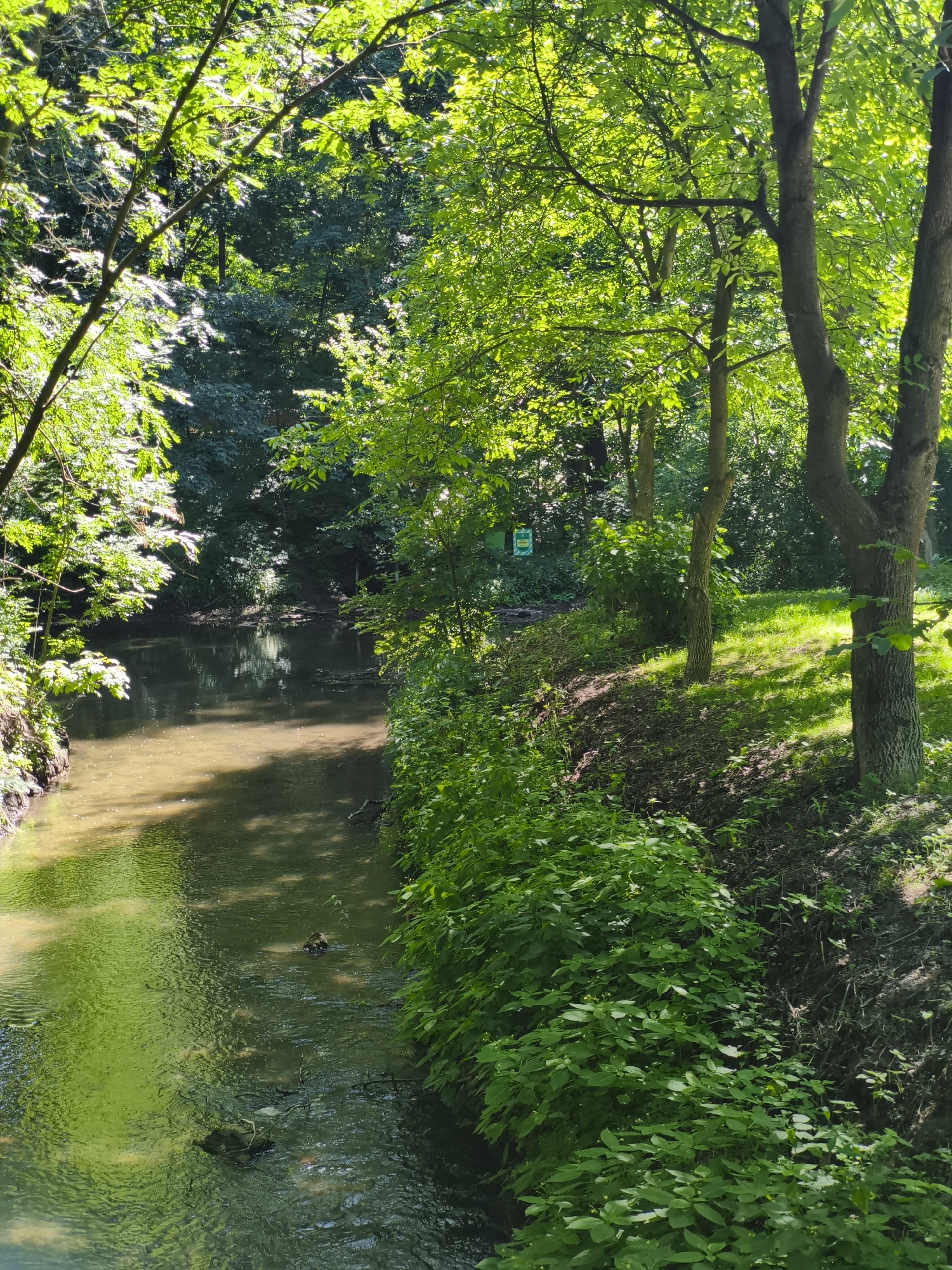 Murky woodland stream winding through dense forest near Ternopil