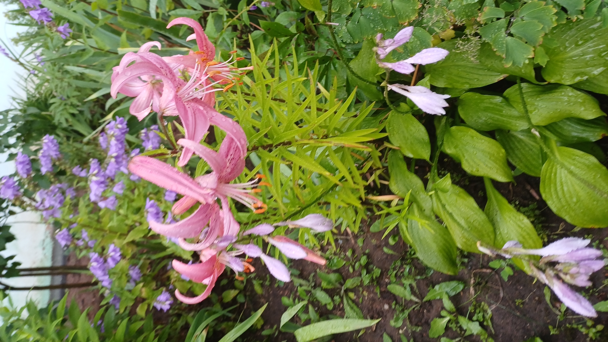 Summer flooding soaks Izhevsk streets while gardens bloom after the rain