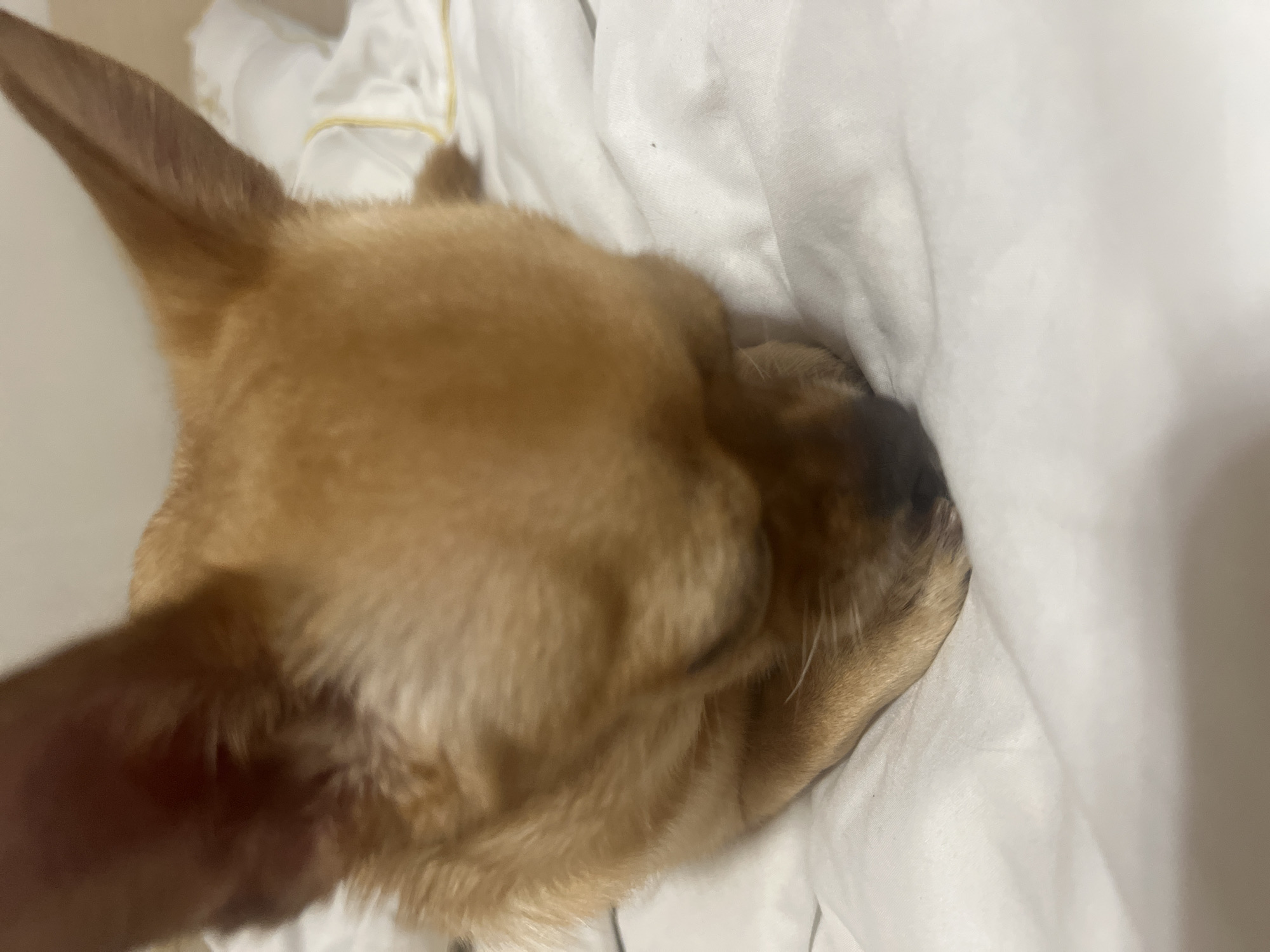 Cozy Sochi evening: pets, food, and quiet indoor life