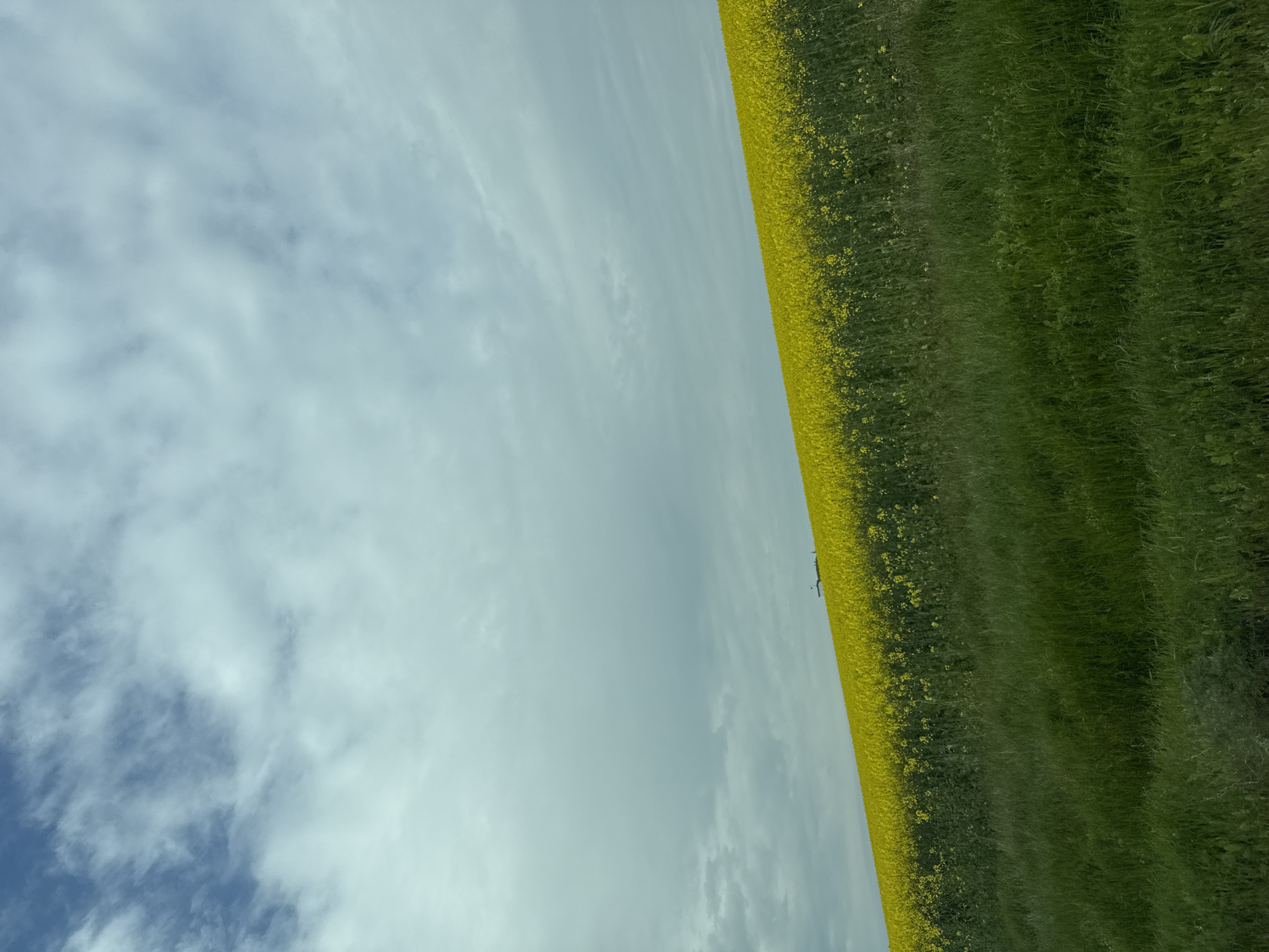 Dog spotted in flower-dotted field near Kichevo, Bulgaria