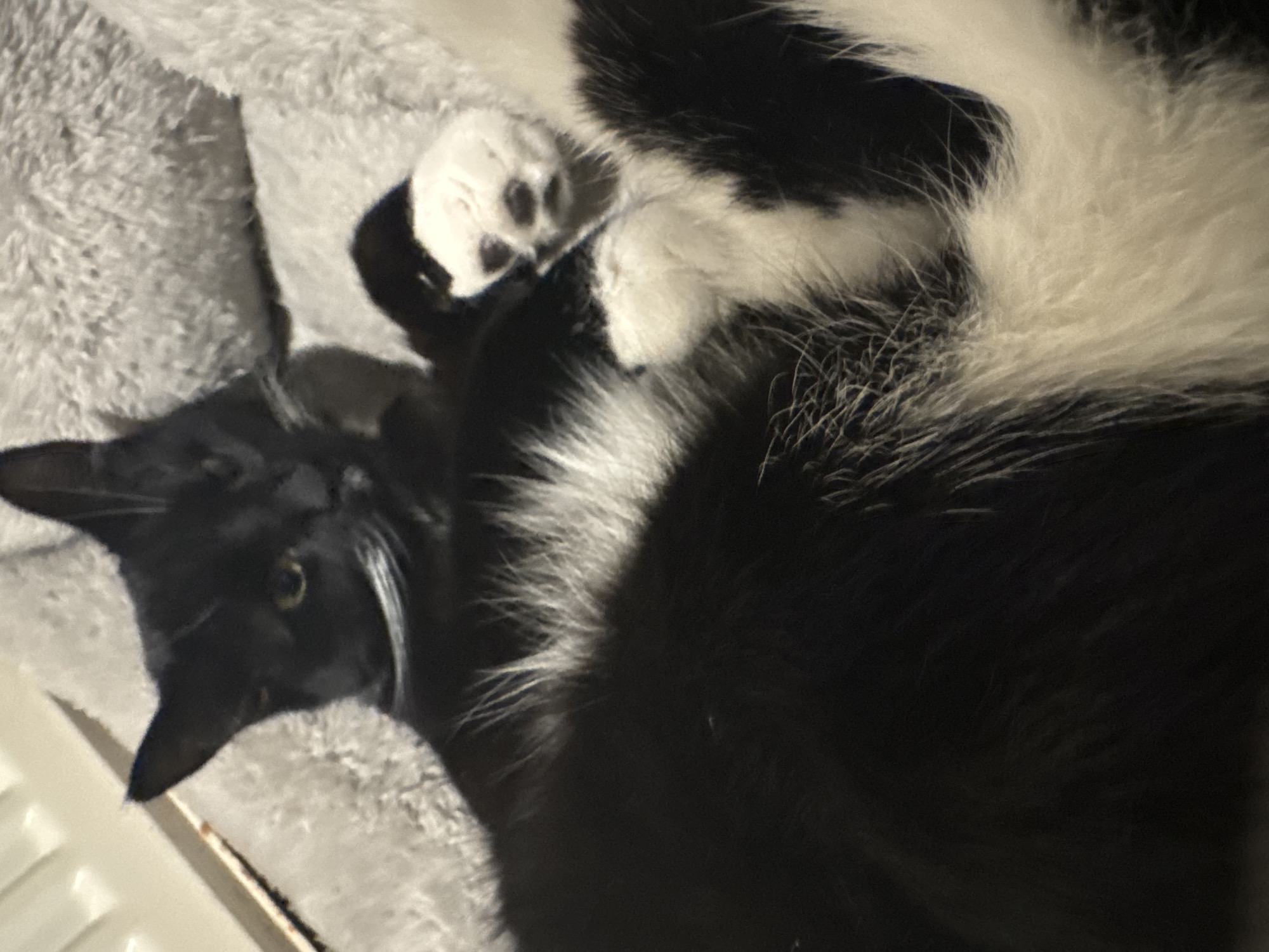 Cats lounging and feeding captured in Desborough home