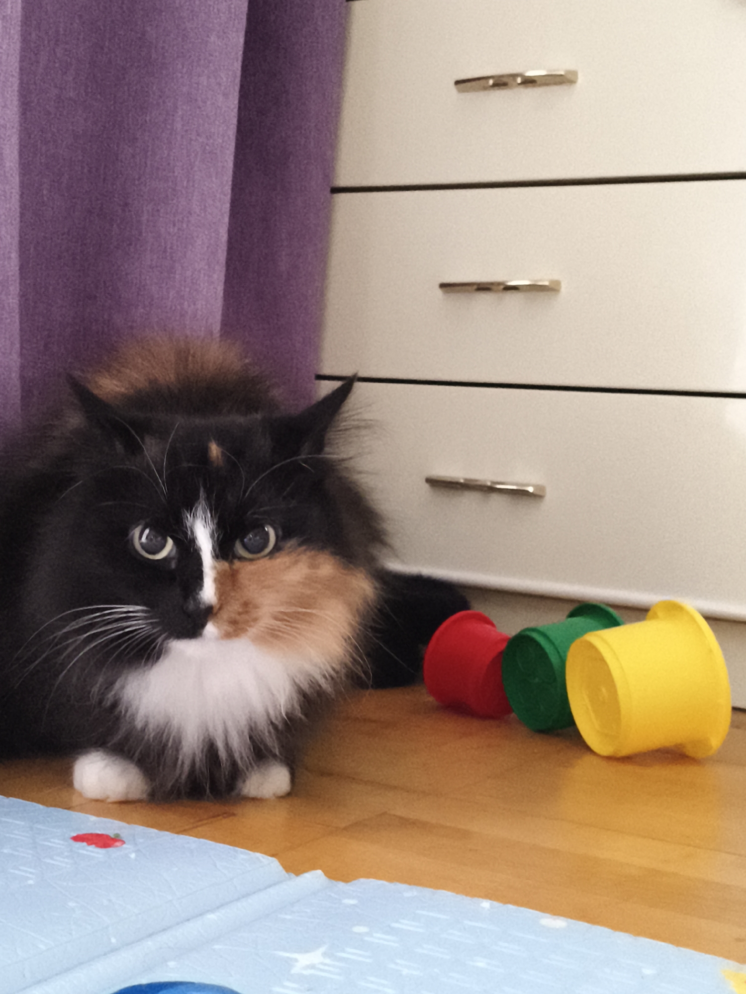 Quiet family moments with pets captured in Chaikovsky home