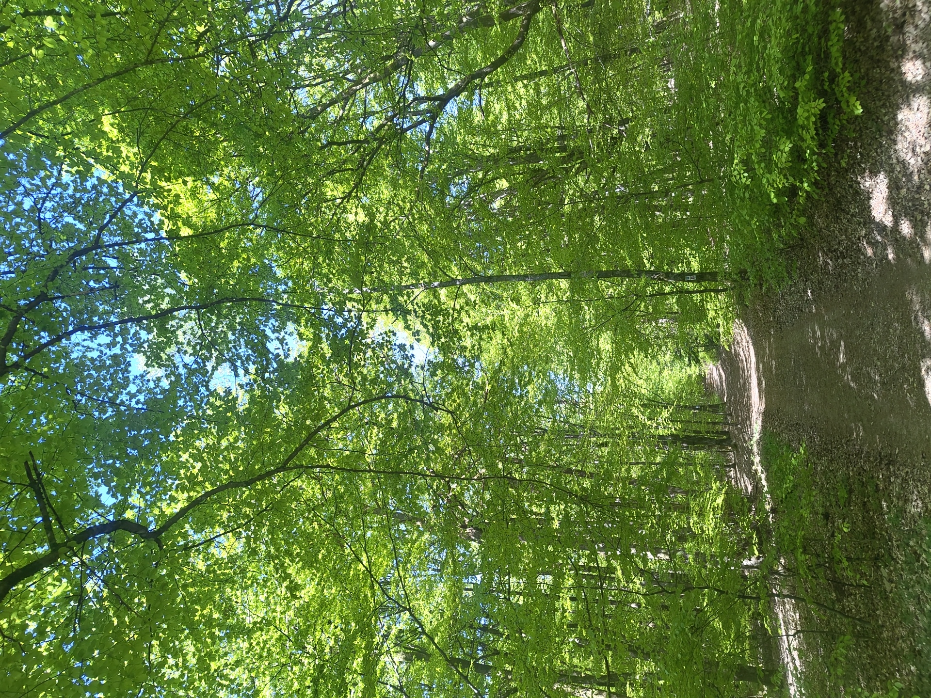 Sunlit forest path observed in Losheim am See, Germany