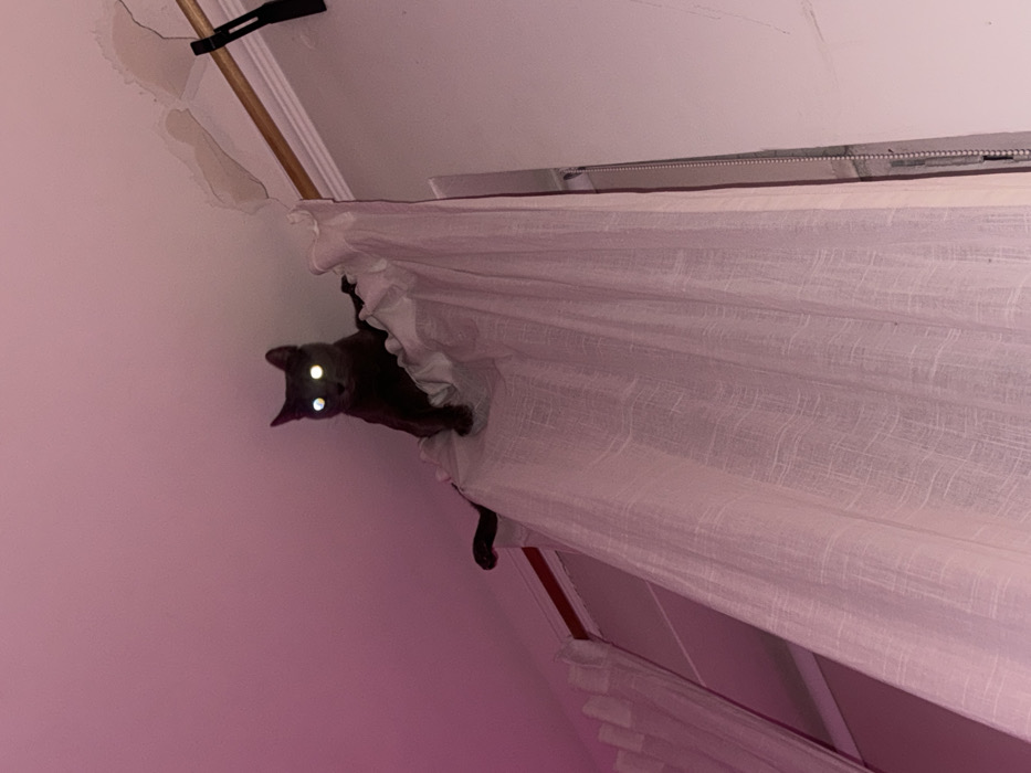 Cat perches on curtain rod under purple lighting in Moscow