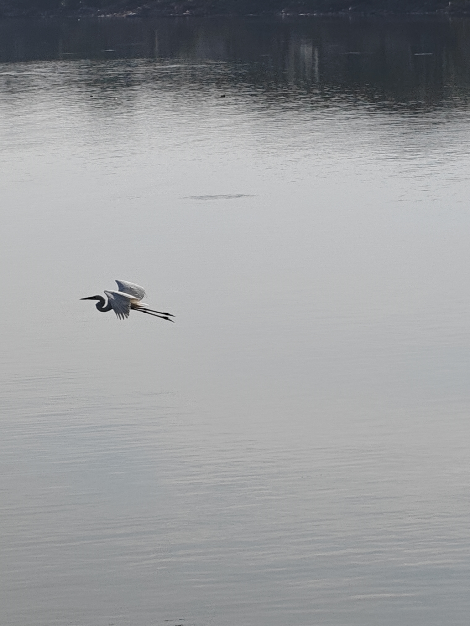 Birds and fisherman share quiet morning waters in Lhokseumawe