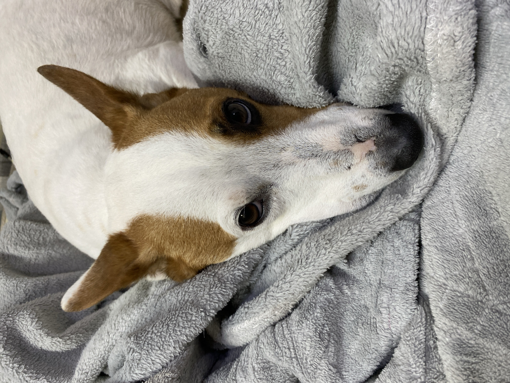 Jack Russell Terrier napping on a gray blanket in Krasnodar