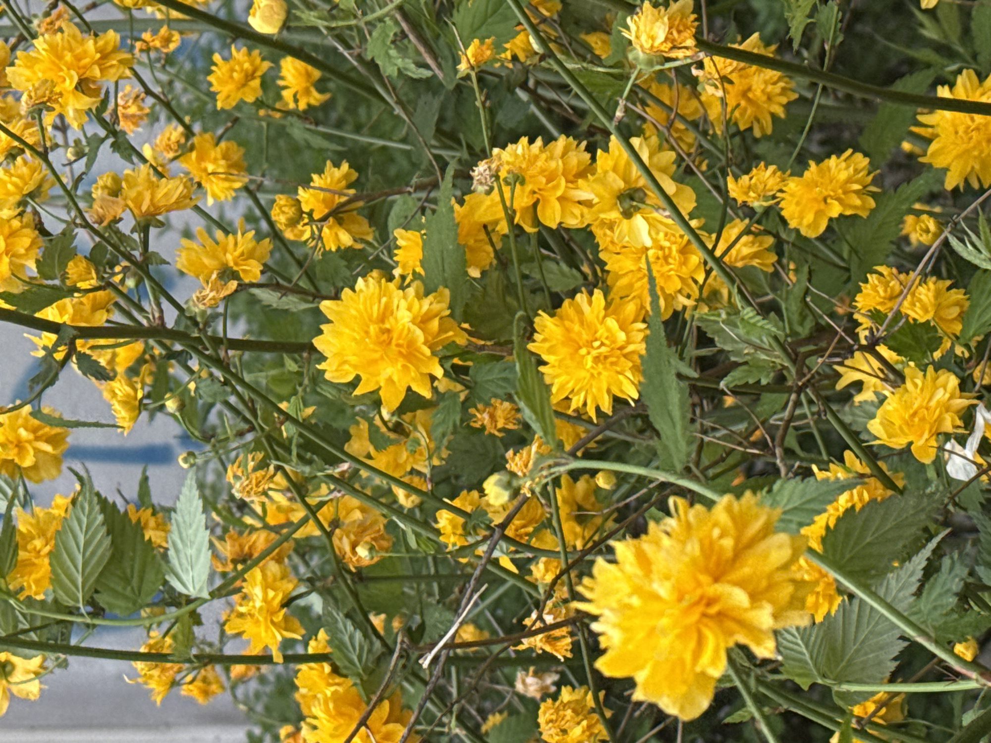 Yellow flowers photographed in dense foliage cluster