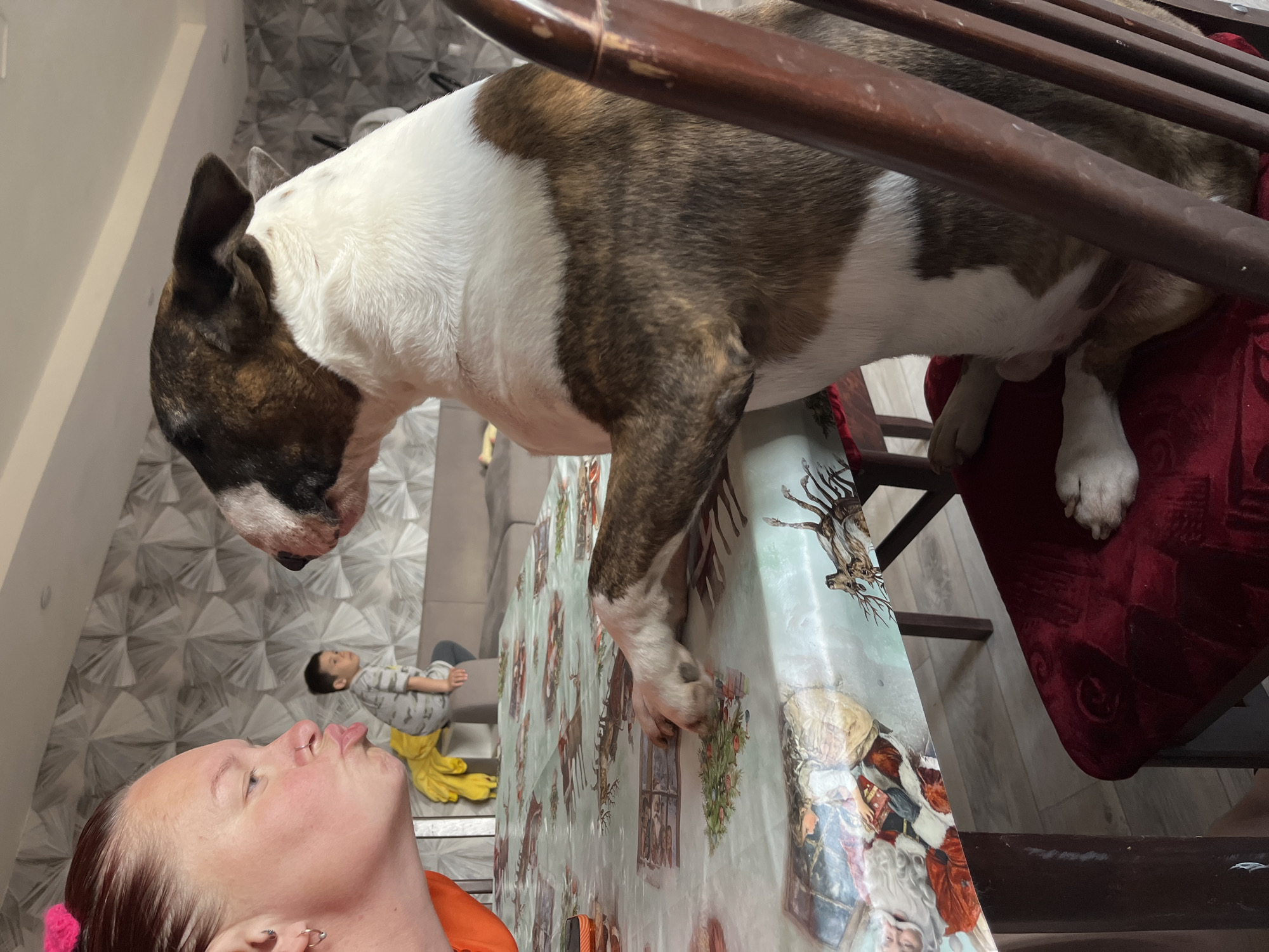Domestic pets photographed in Chaikovsky home during morning hours