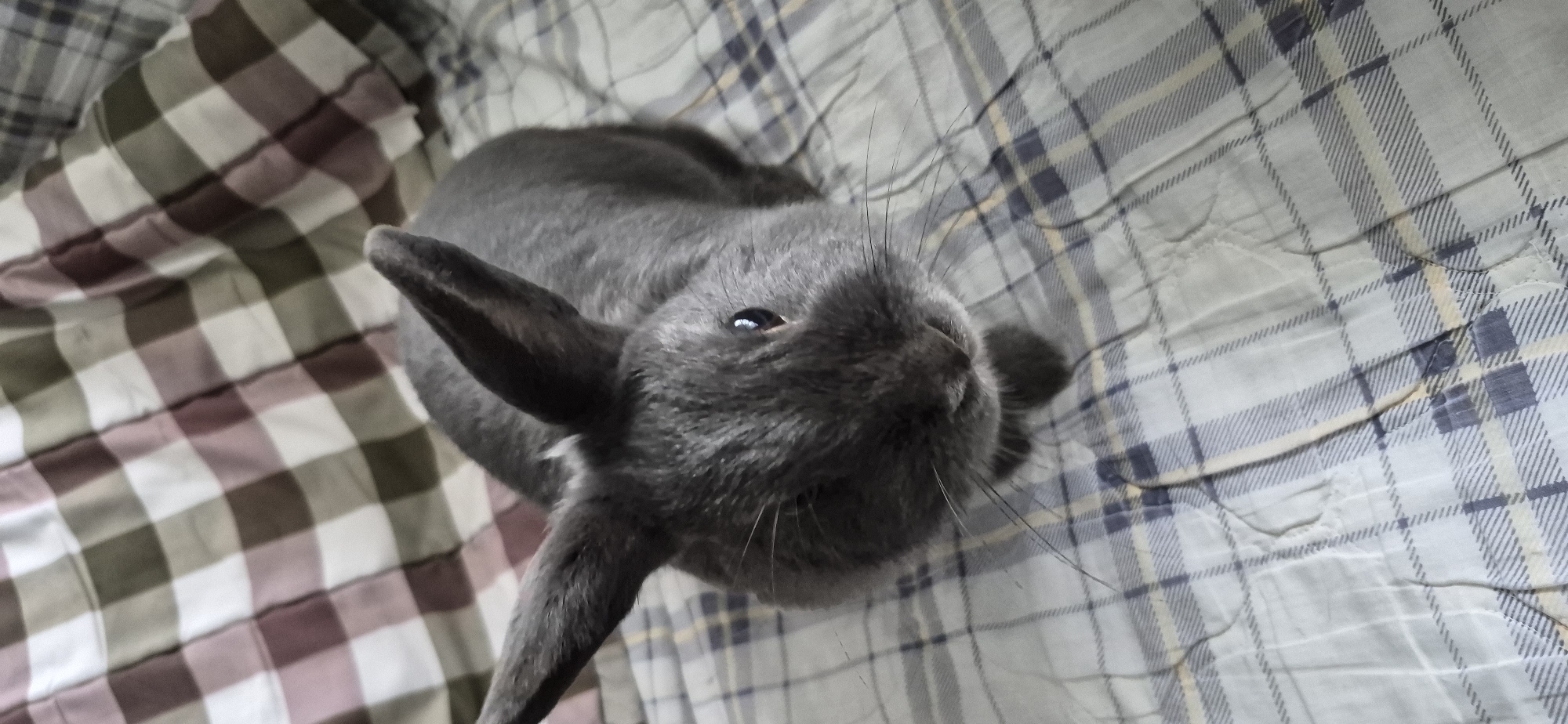 Gray rabbit snacks on carrots across a wooden floor in Ussurijsk