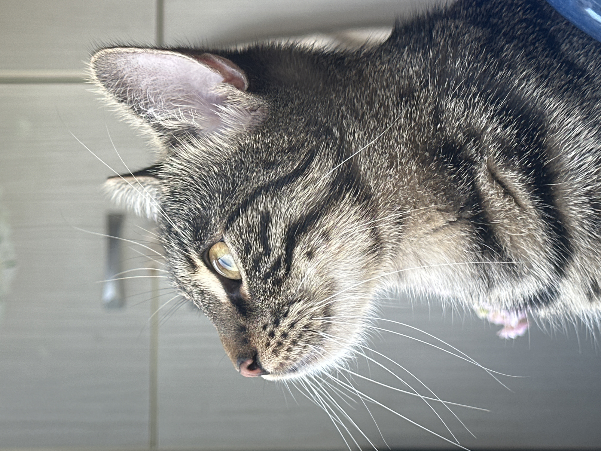 Tabby cat spotted looking upward in Sofia, Bulgaria