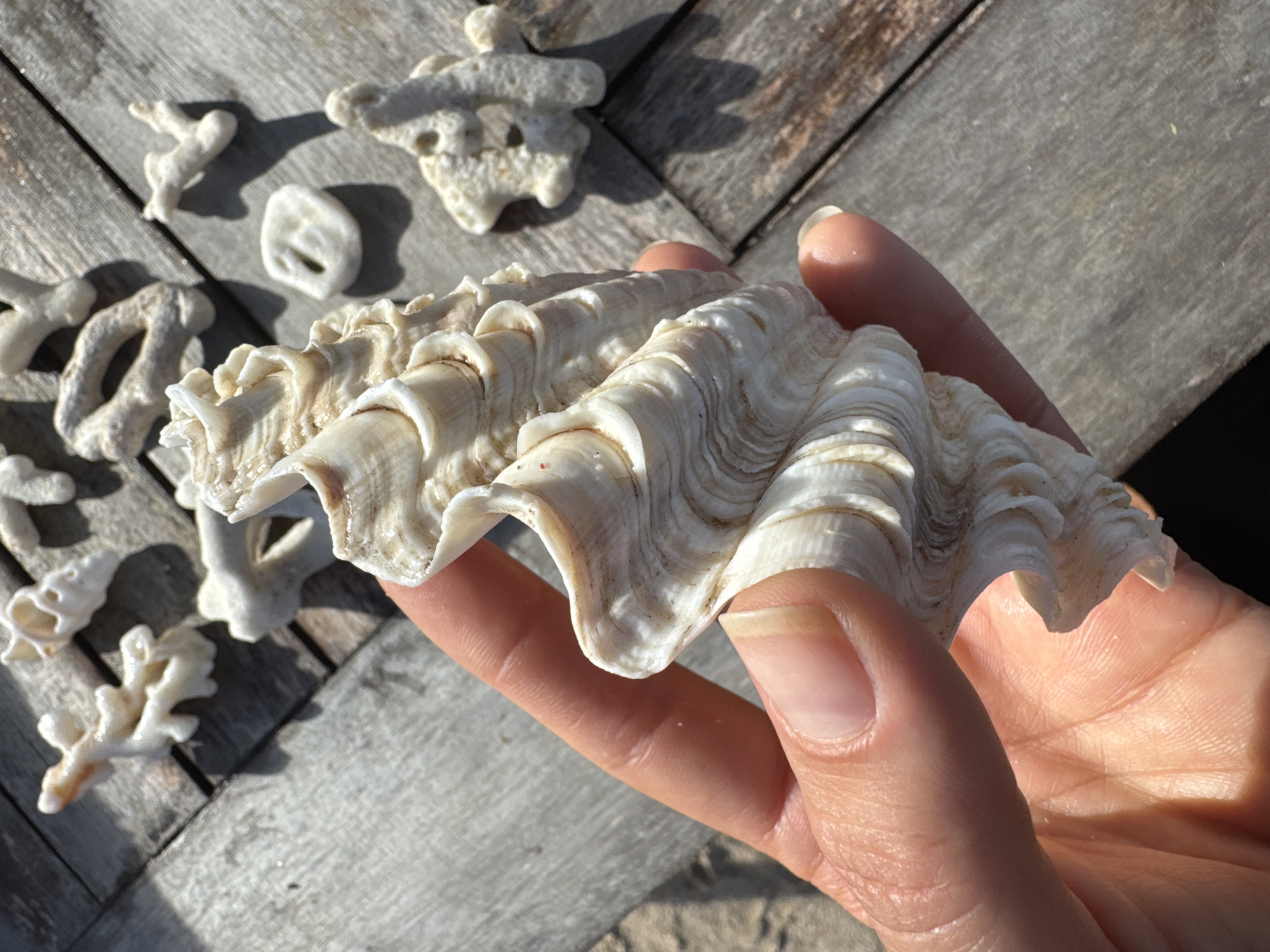 Young man enjoys coffee, examines seashells at Indonesian beach