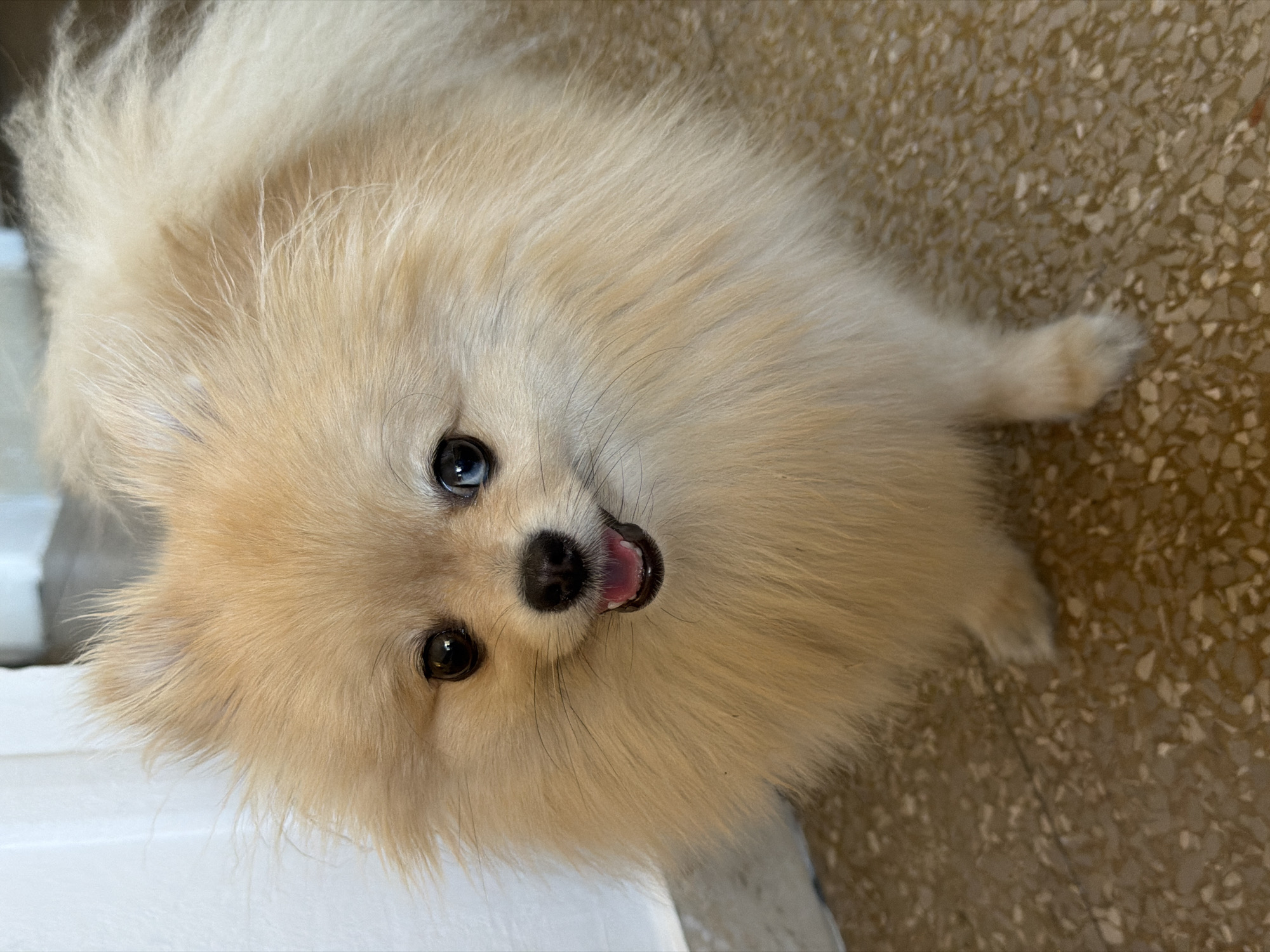 Lazy afternoon at home in Eixample with a Pomeranian