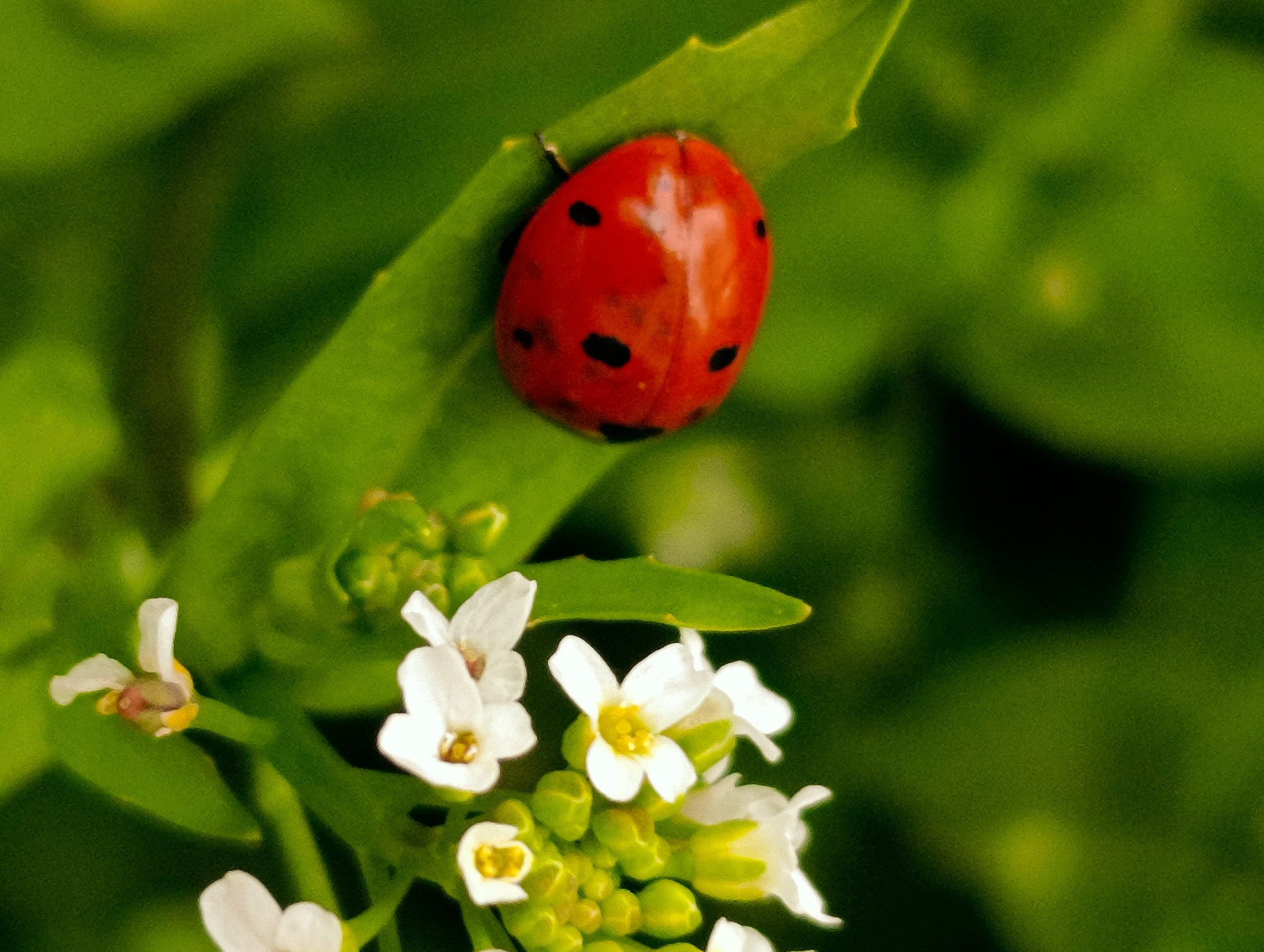 Spring nature photography session captures blooming flowers, insects in Kardzhali