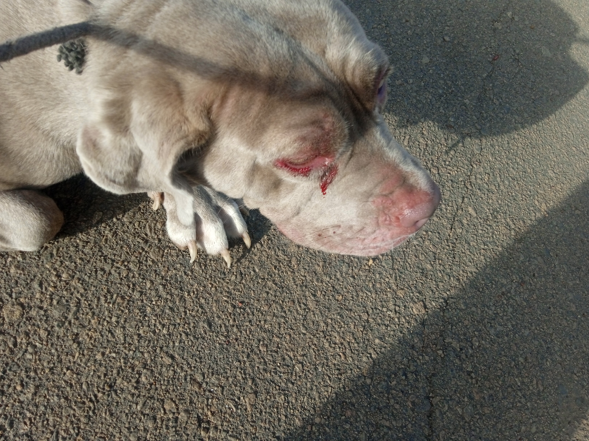 Dogs and urban animals observed in deteriorated city area