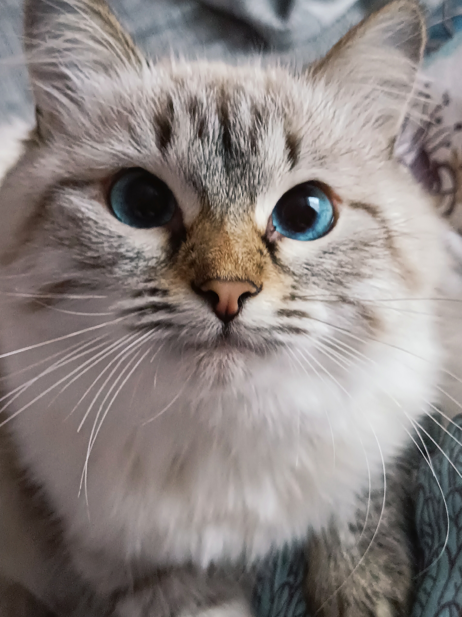 Morning pet encounters and portraits captured in Noviy, Russia