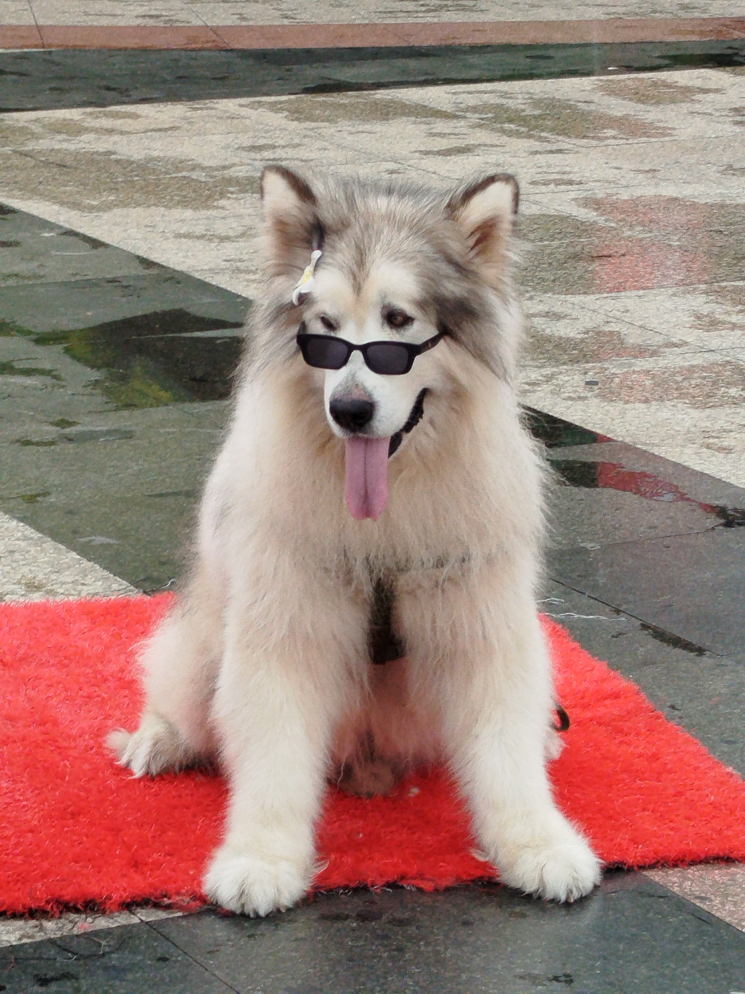 Tourist dogs in sunglasses, costumed vendors enliven Da Lat streets