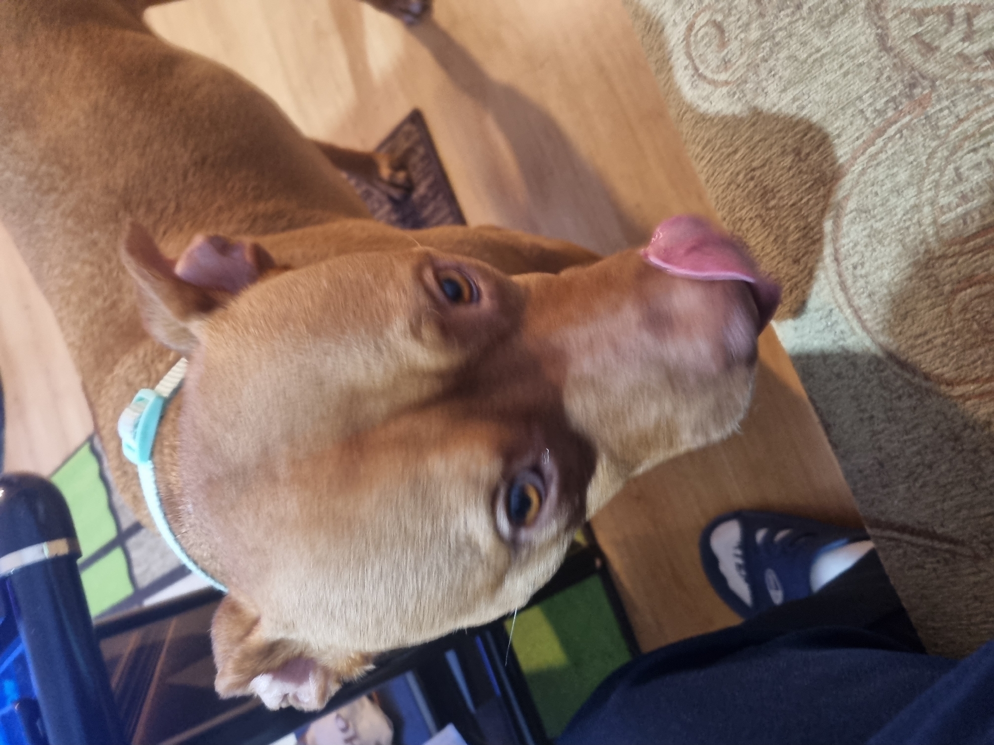 Dog and guinea pig captured in playful indoor moments