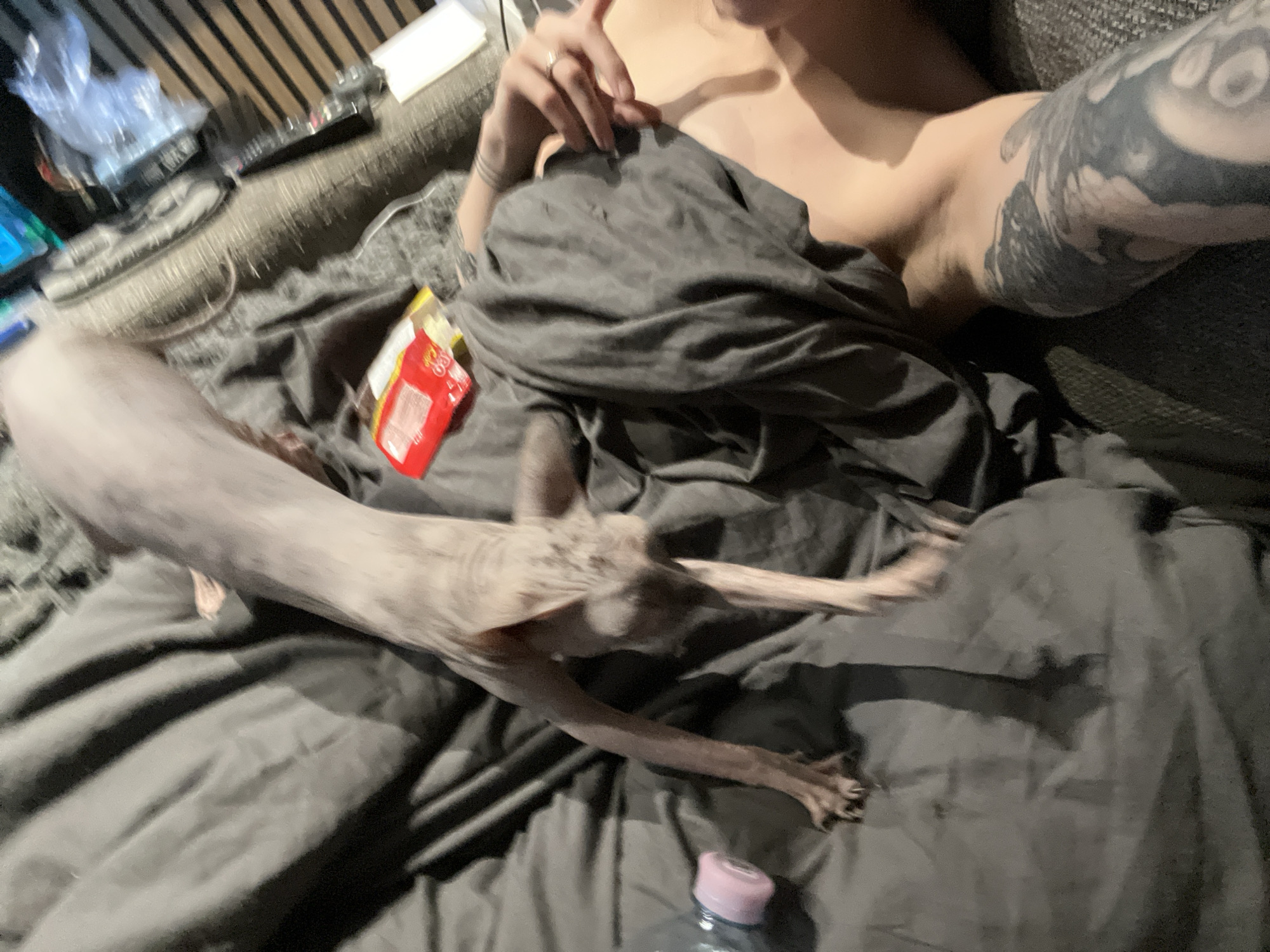 Person relaxes with hairless cat on couch in Khimki