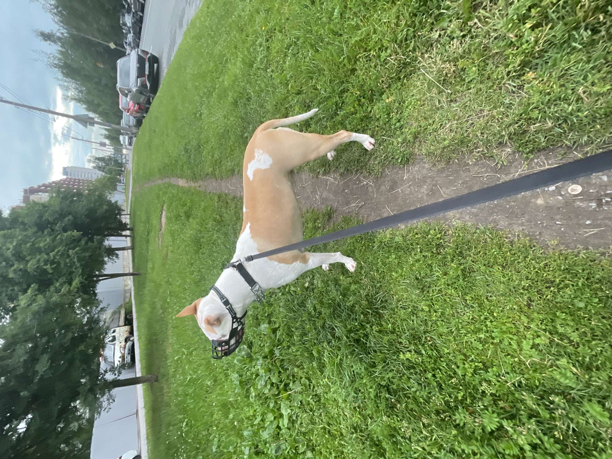Muzzled pit bull on a leash walks through a residential neighborhood