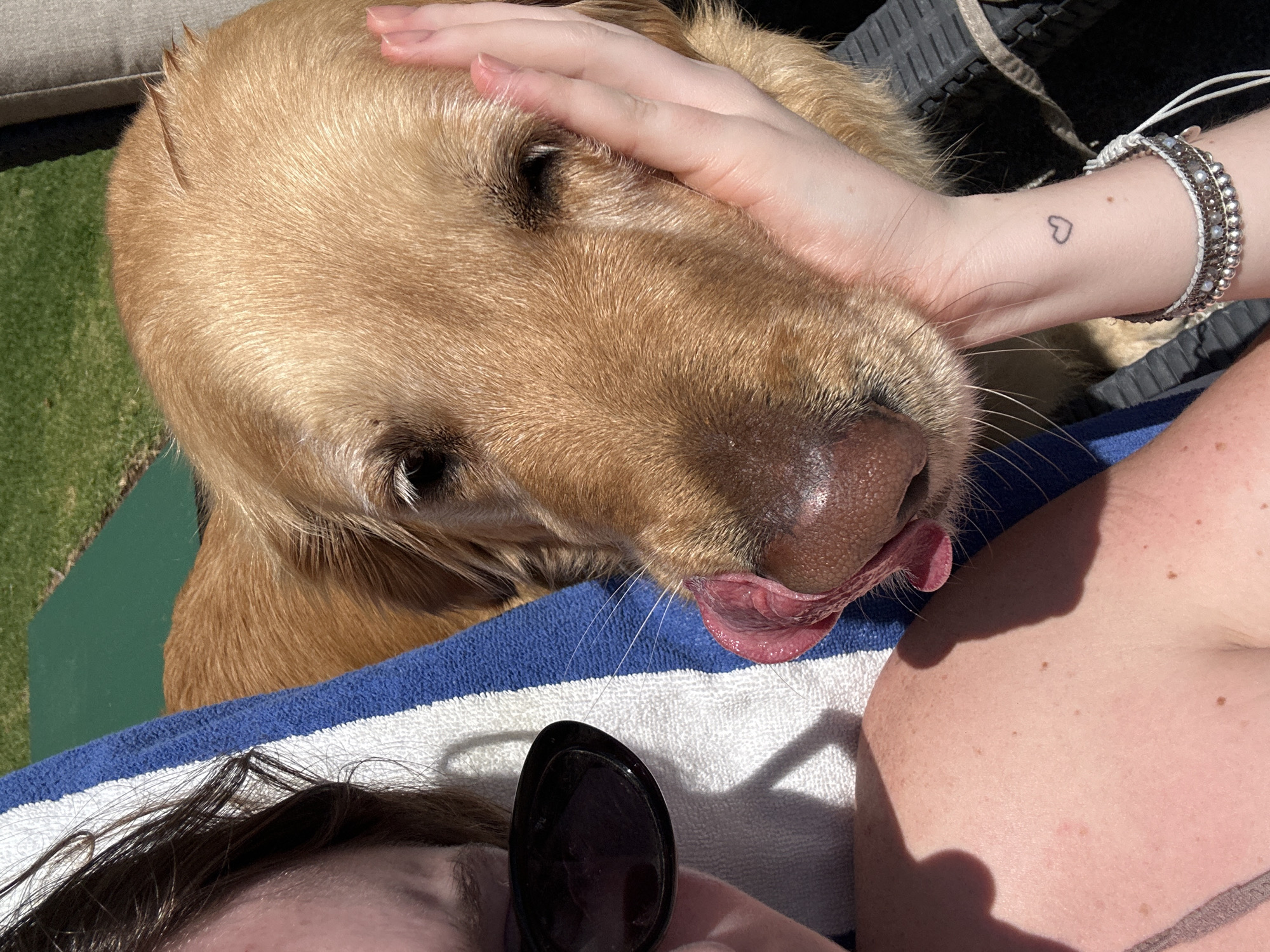 Golden retriever enjoys poolside moments with tattooed owner