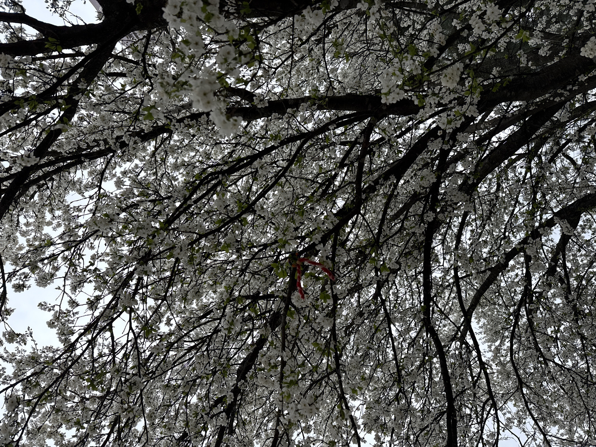 Spring blossoms display traditional Martenitsi decorations in Sofia