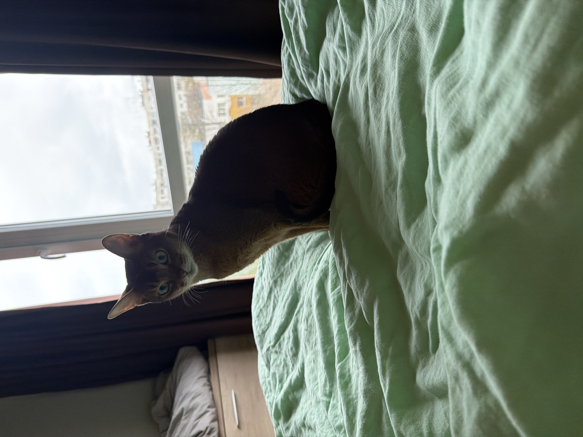 Abyssinian cat photographed on bedsheet in Sofia apartment