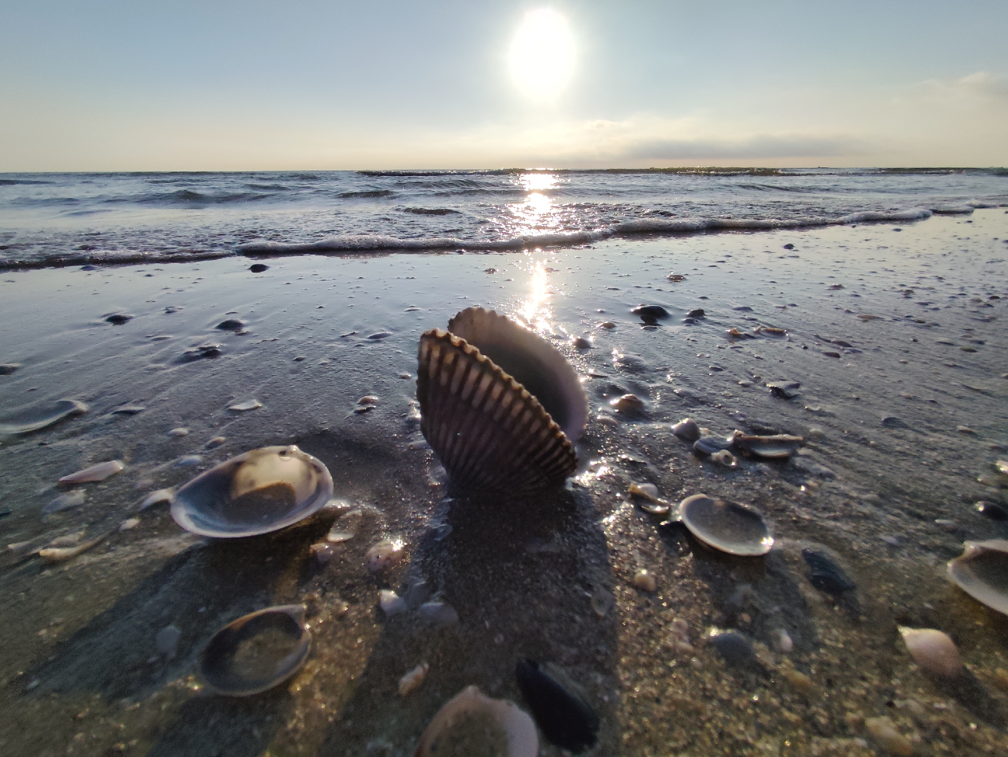 Shells and crabs at the Rimini shoreline, early morning