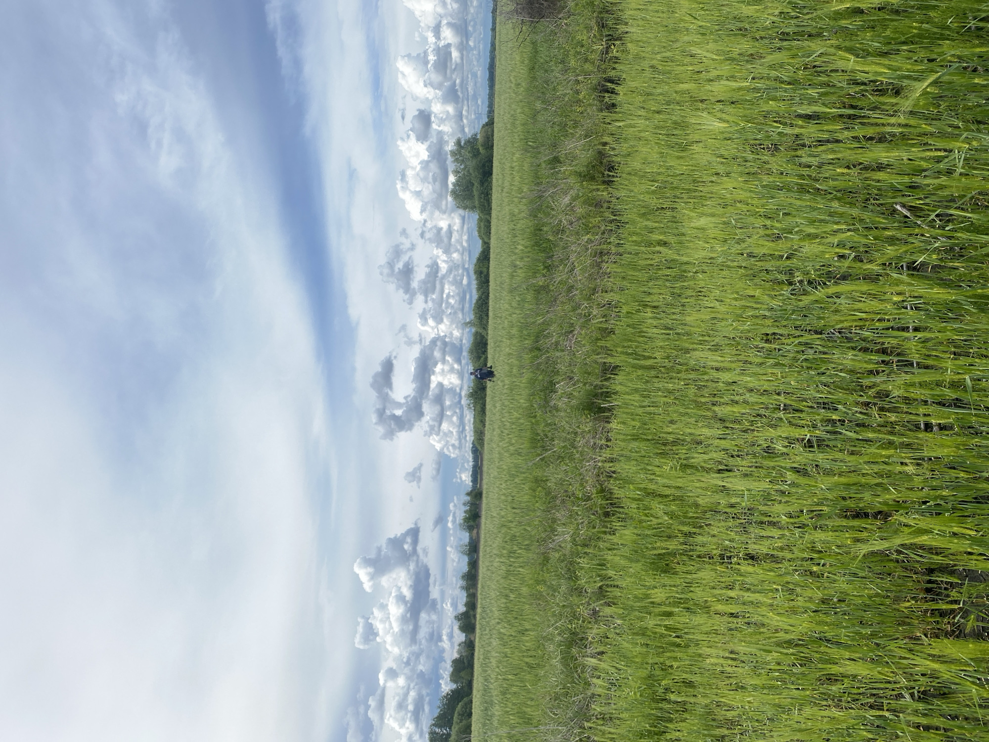 Metal detecting activity observed in Ukrainian agricultural fields