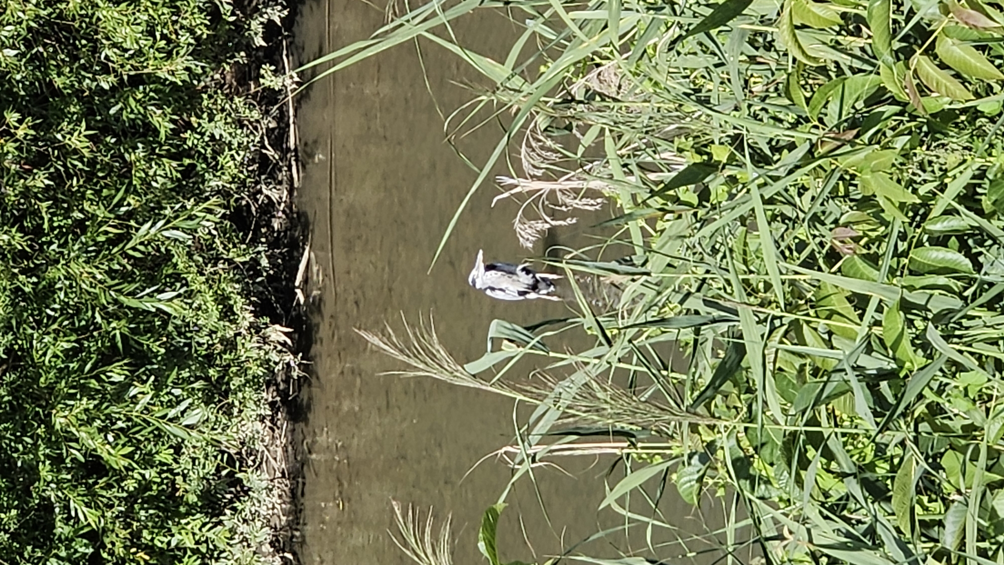 Morning along Prešov's rivers — wildlife, cyclists, and locals out