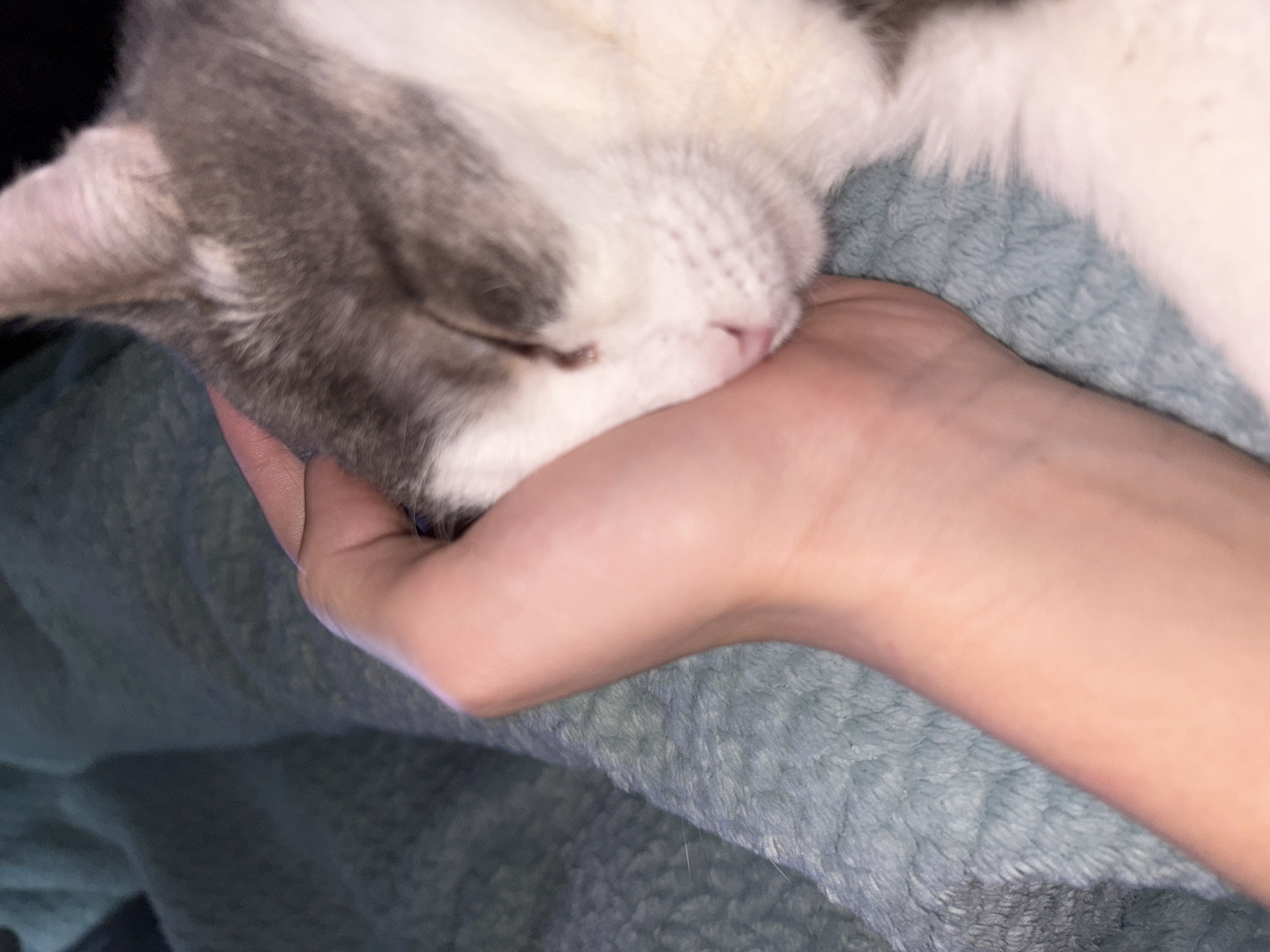 Cat sleeps peacefully on human hand in Russian city