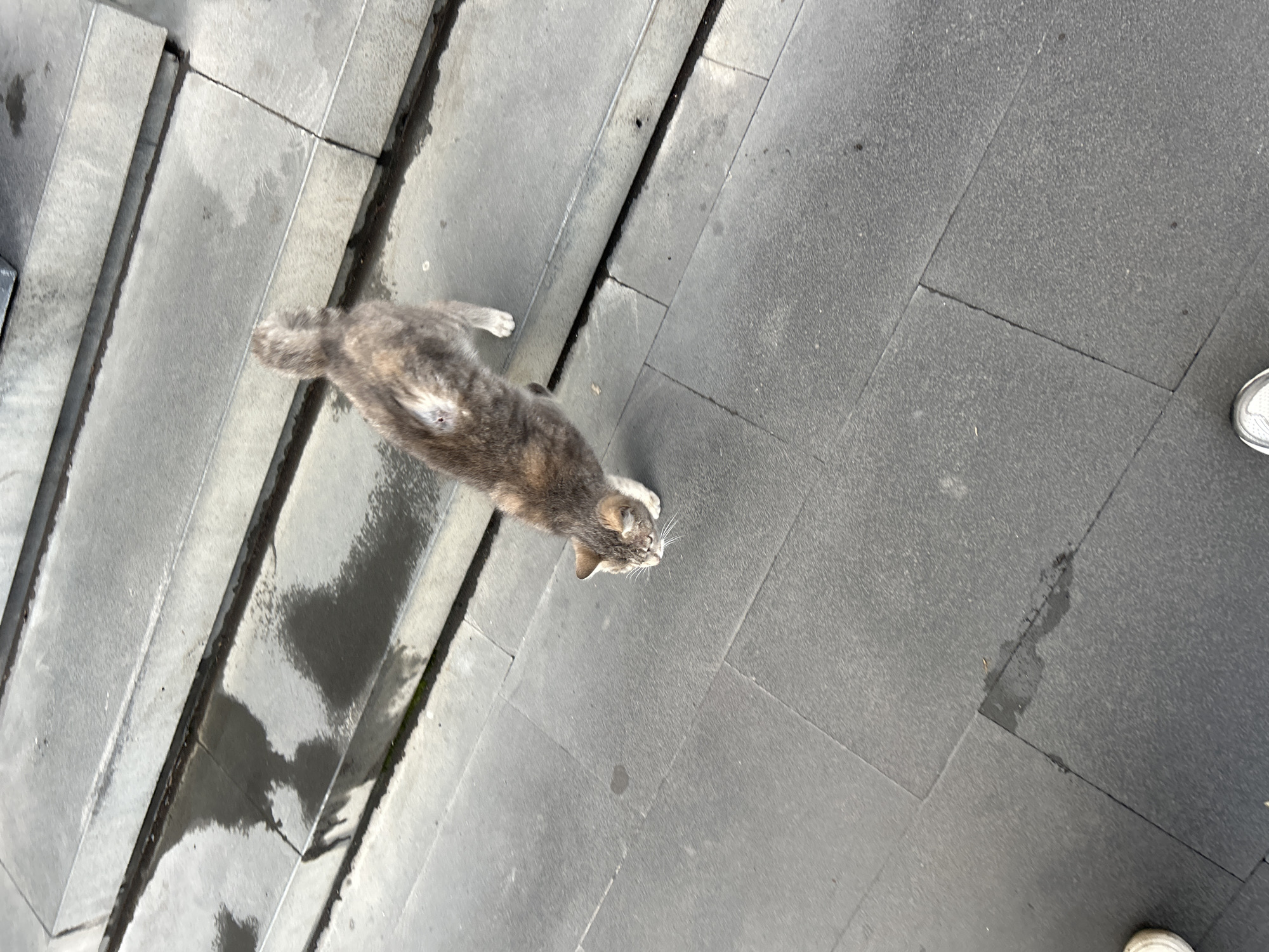 Calico cat spotted on wet pavement in Yerevan