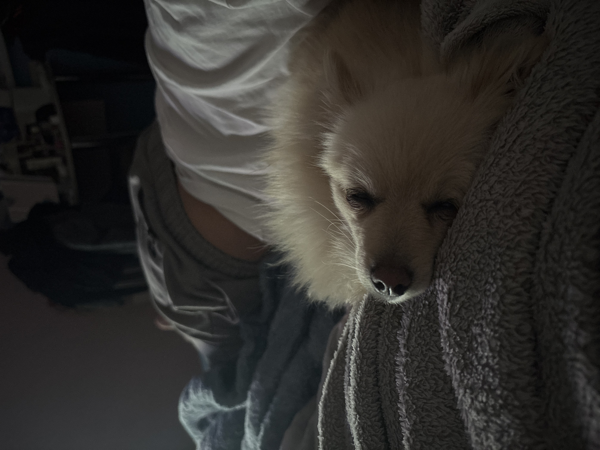 Small dog sleeps peacefully on blanket in Sofia home