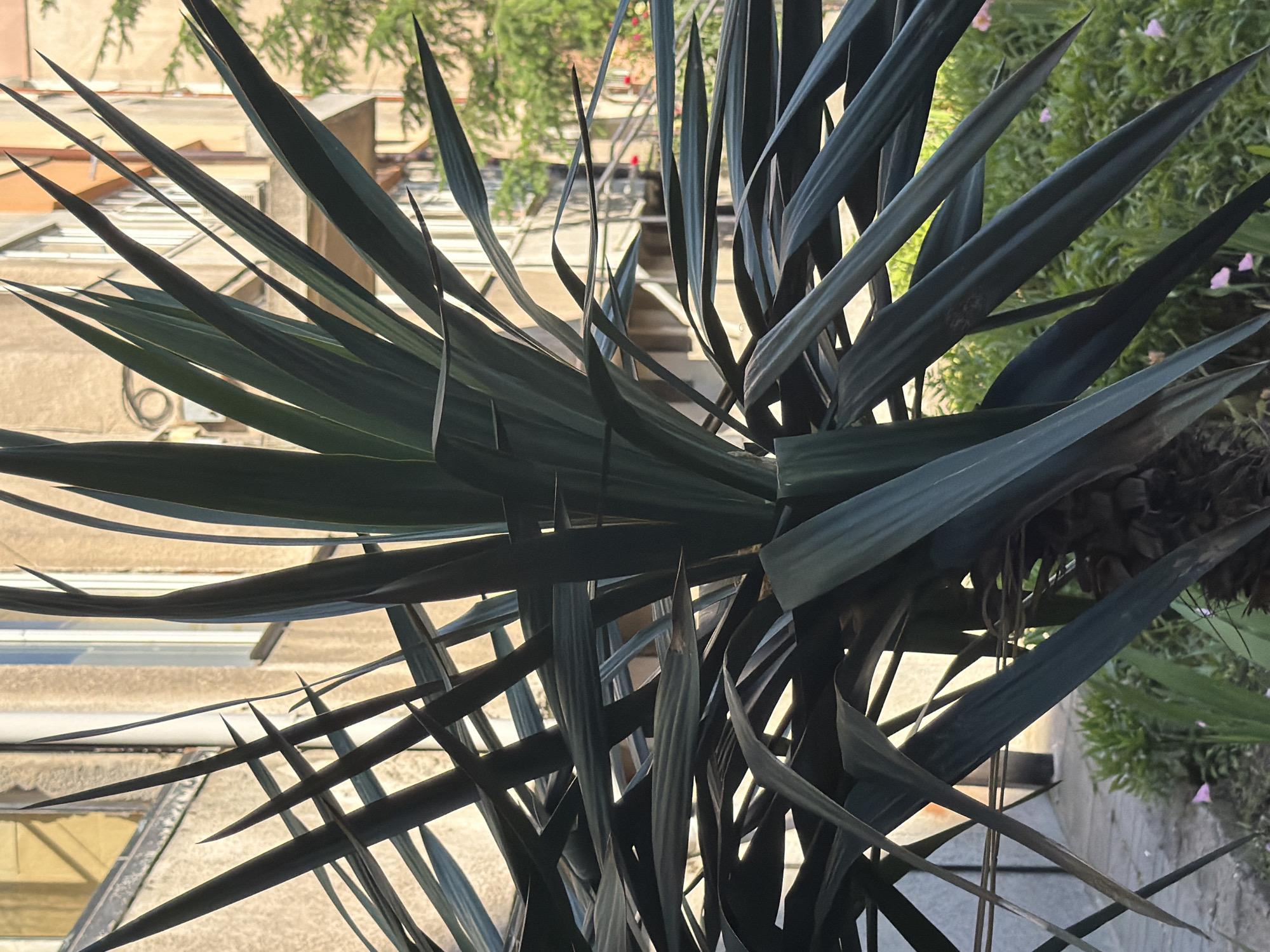 Morning walk: flowers, a mosque, a dog, and street details
