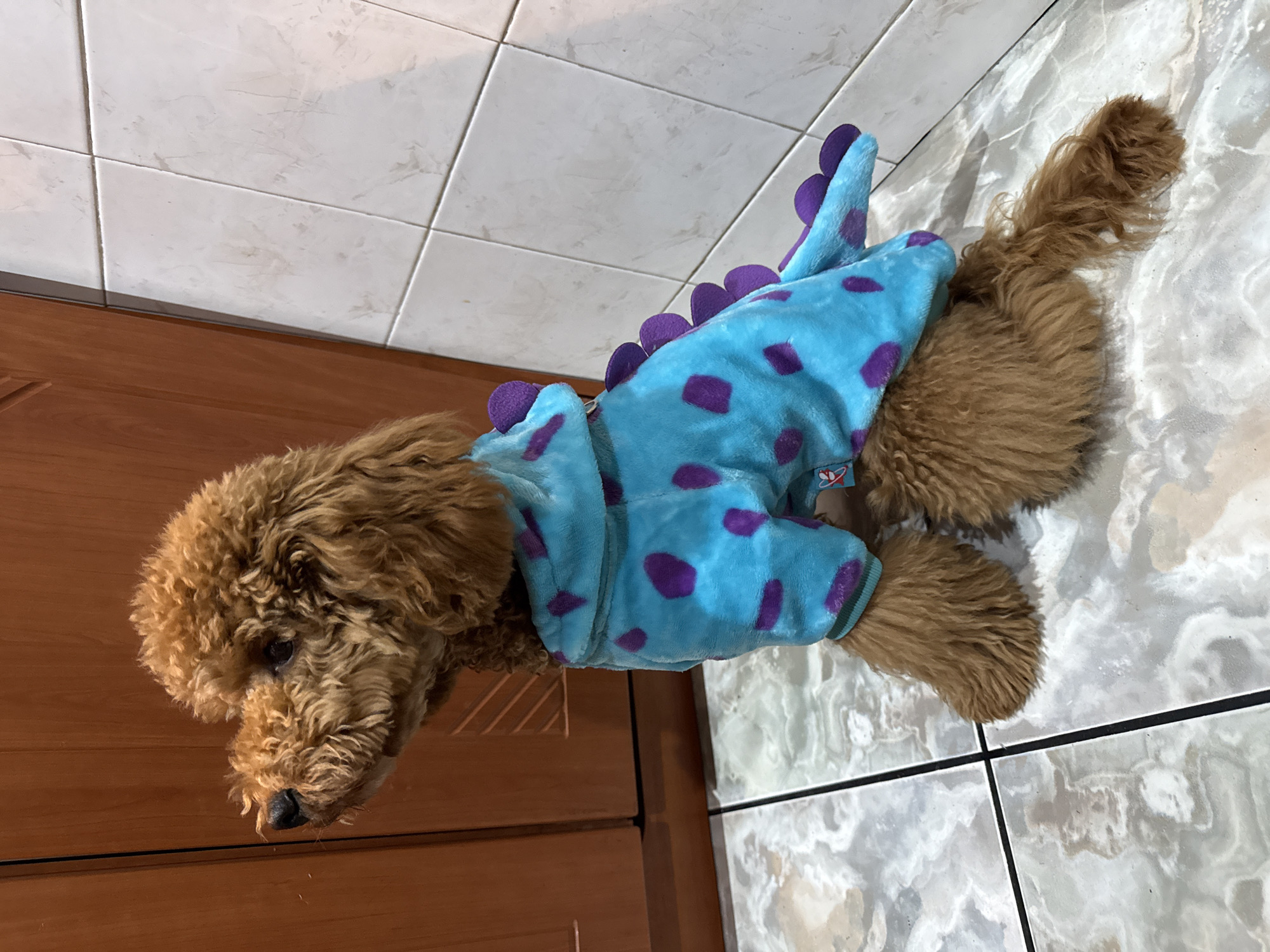 Costumed poodle and blooming daffodil spotted in Burgas