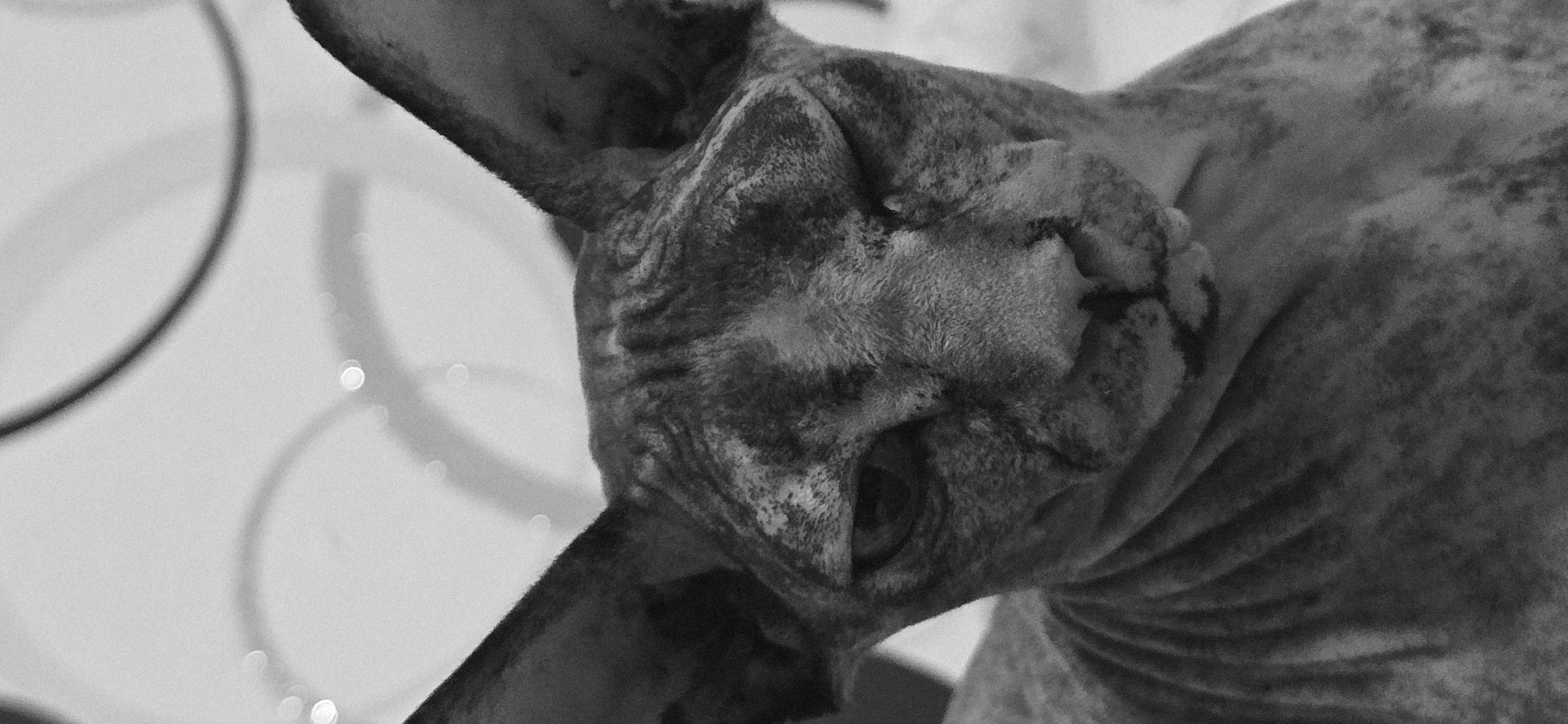 Black and white cat portraits from Baku, up close and unhurried