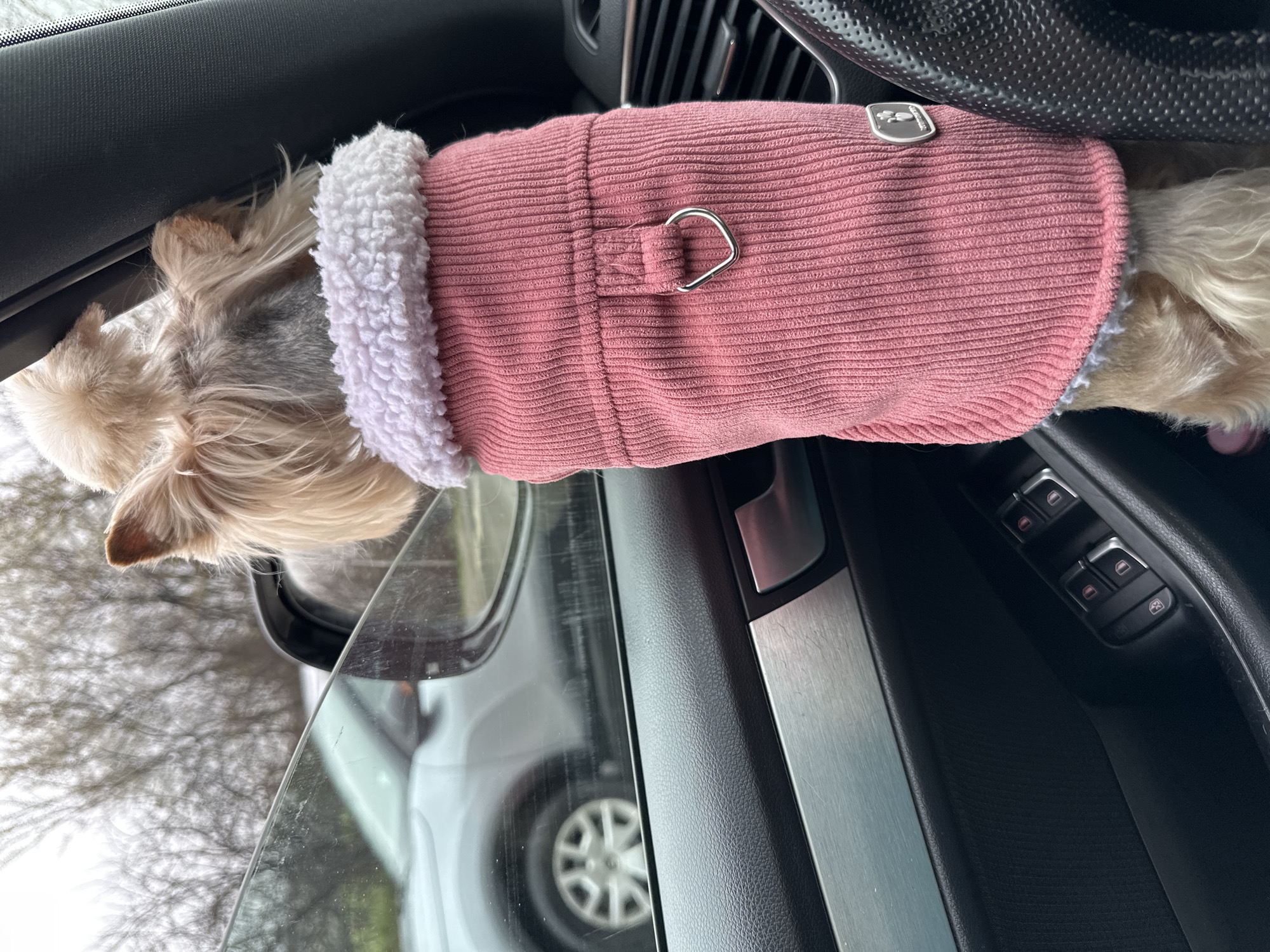Small dog in pink coat spotted in car in Sofia