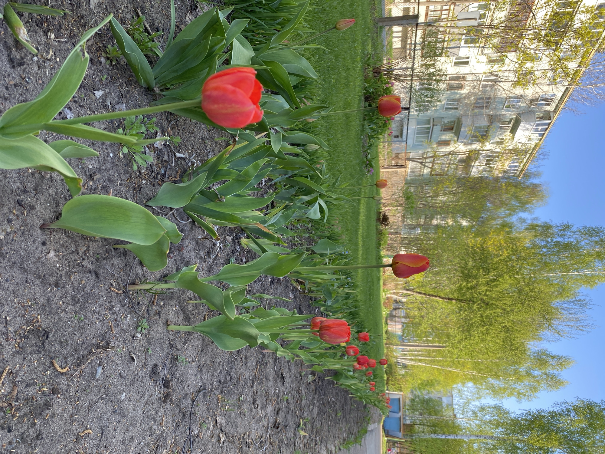 Red tulips bloom in residential area in Noviy, Russia