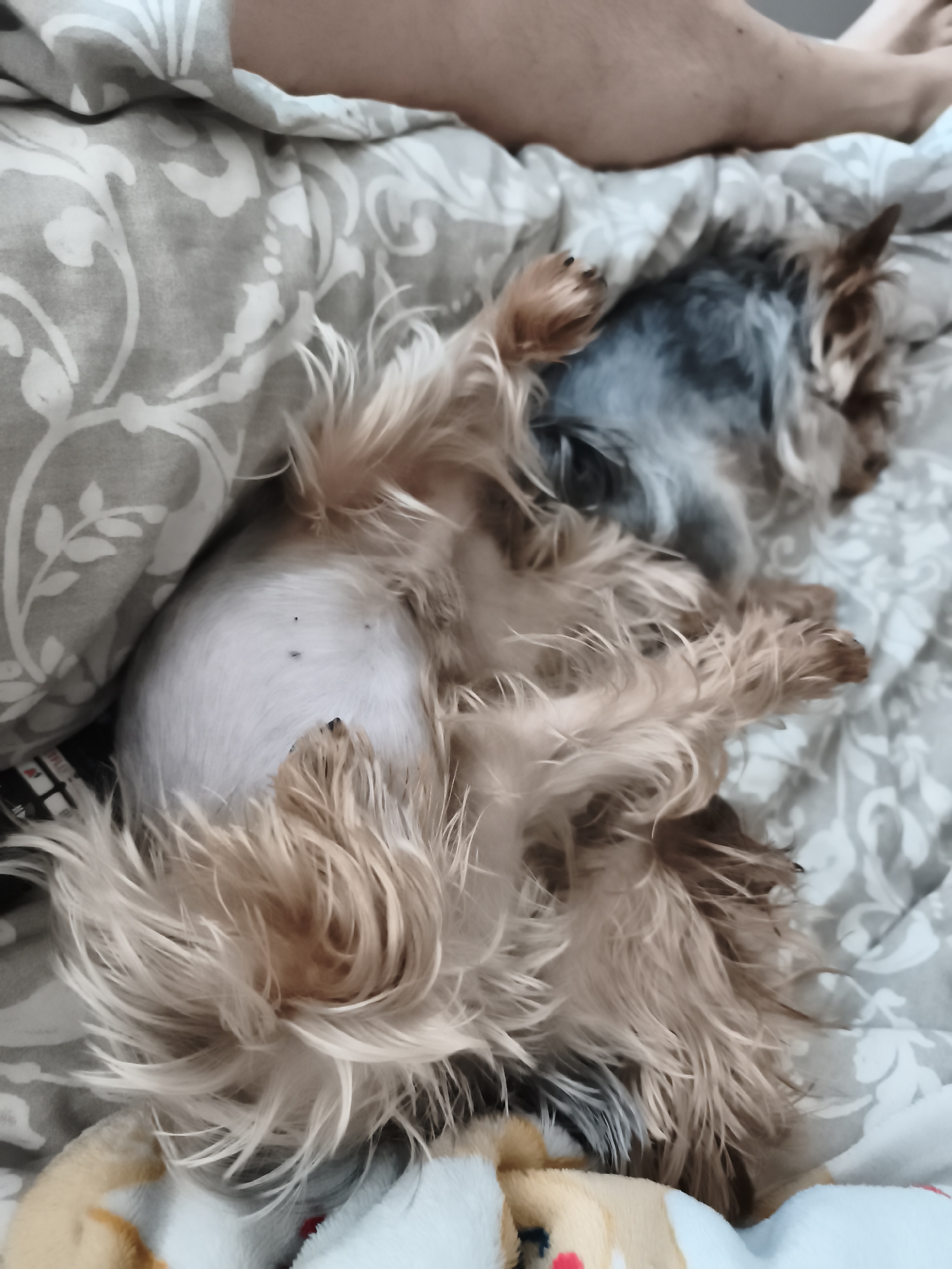 Morning routines captured in Burgas: sleeping dog, early driving