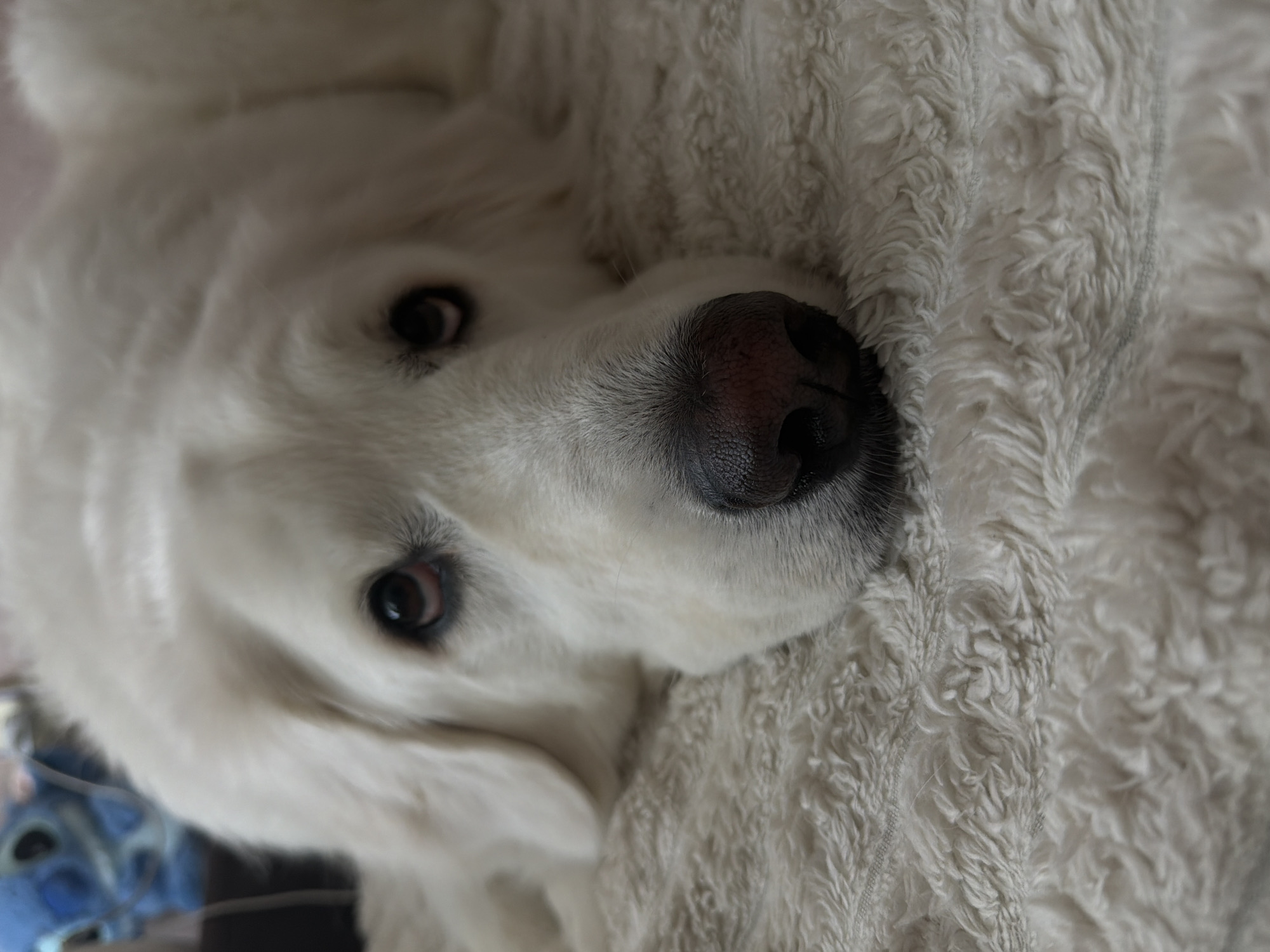 Quiet morning with pets and gaming in Slobozhanske