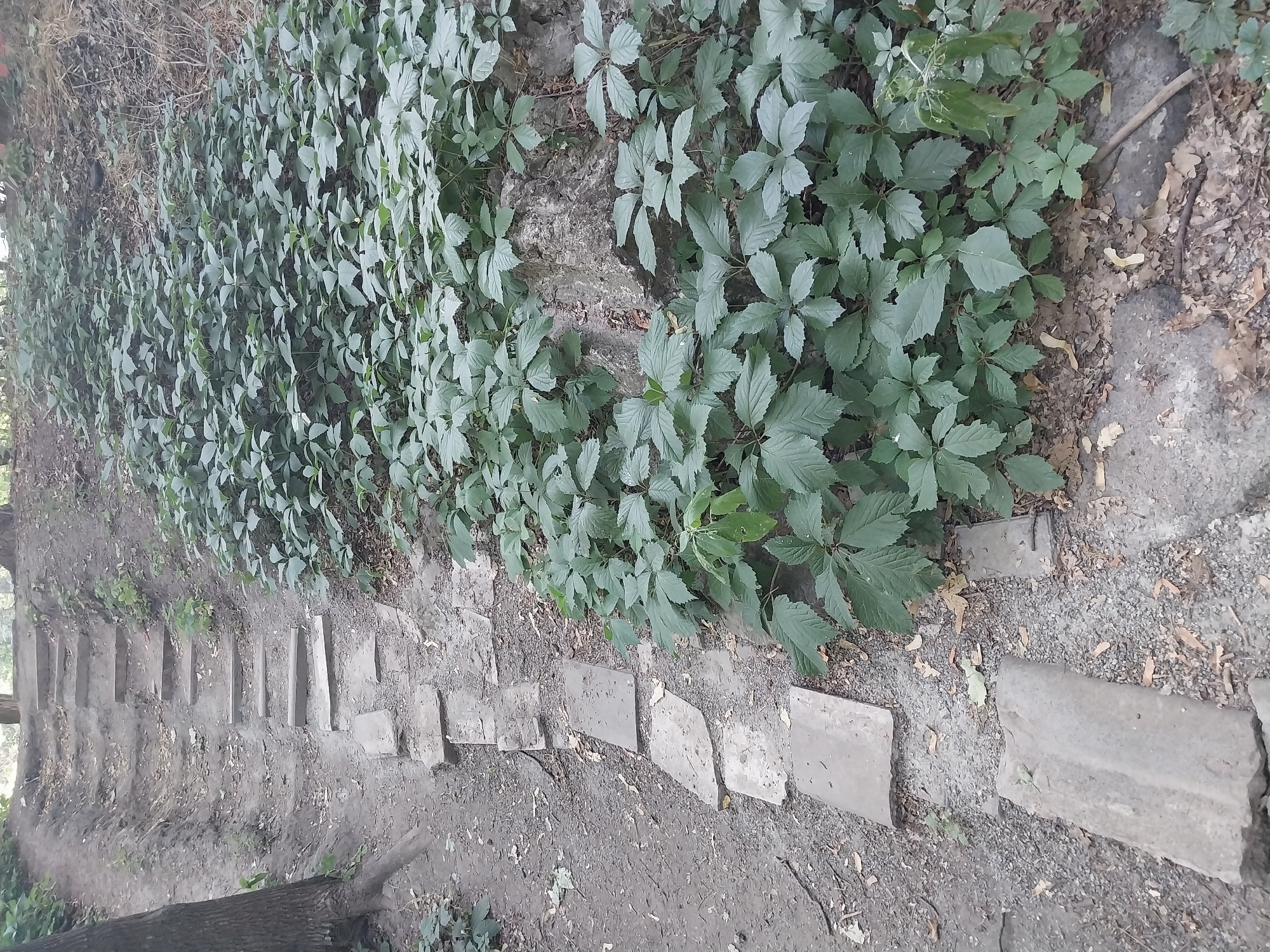 Summer morning in a Dnipro park — wildflowers, birds, and paths