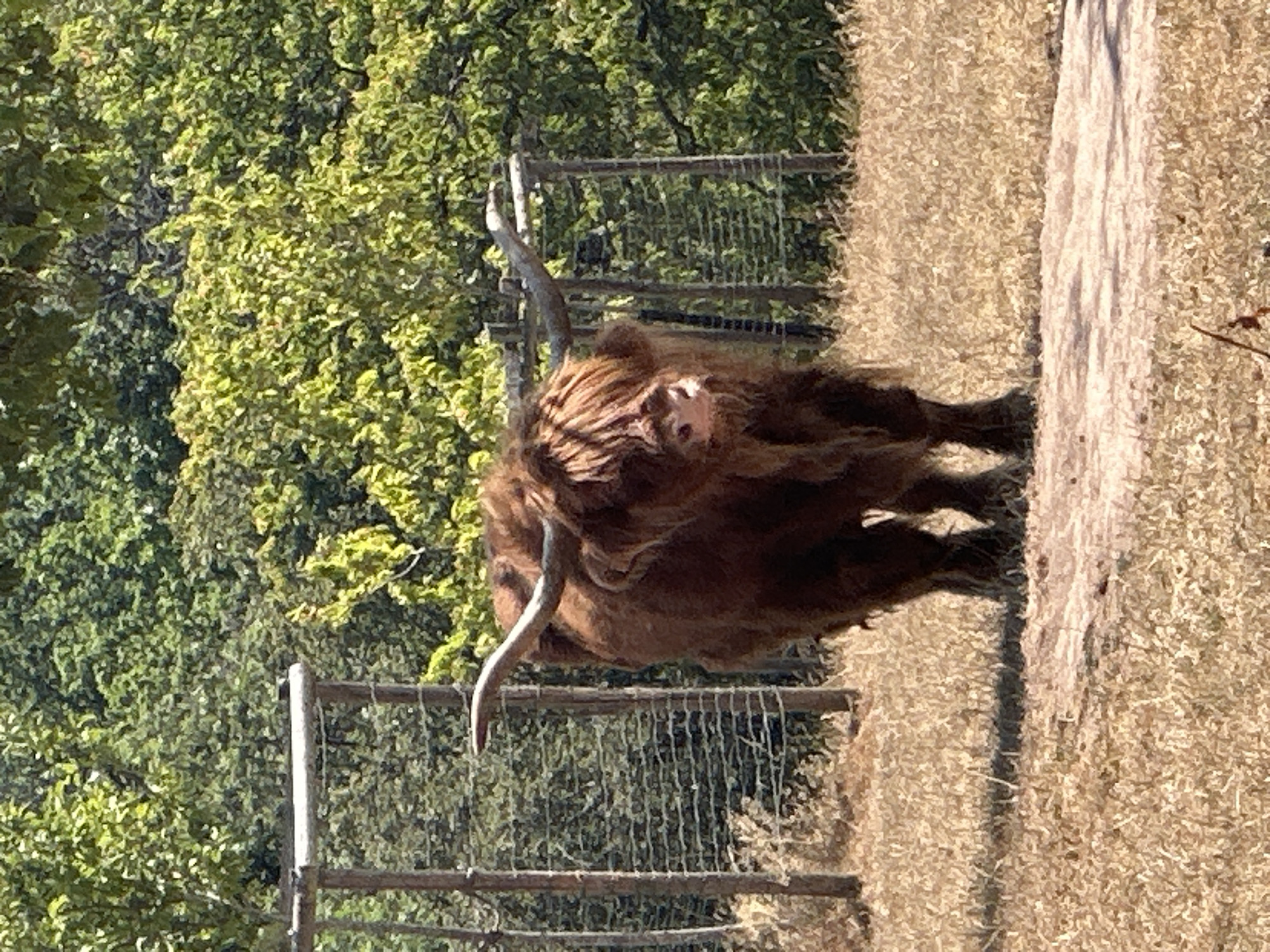 Hay bales, Highland cows, and a summer field in Tandel