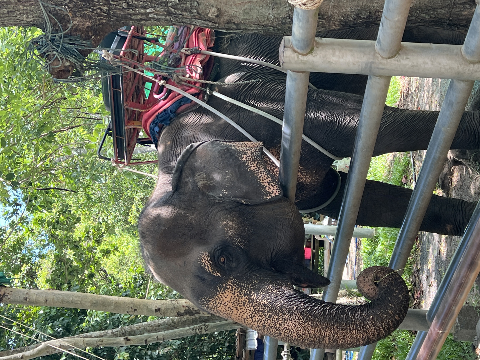 Elephant sanctuary visit and Ko Samui exploration