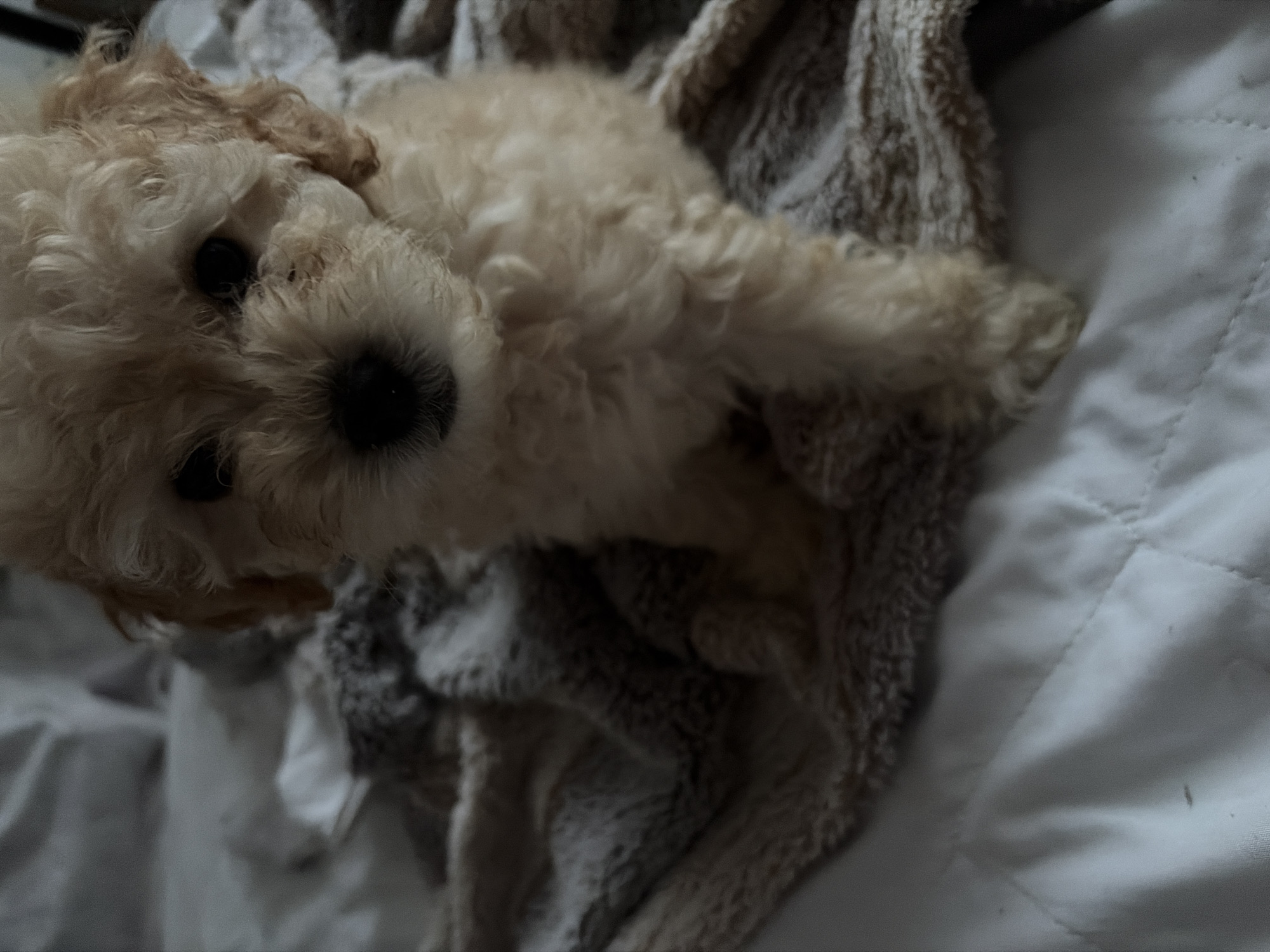 Two toy poodles lounging on a bed in Chaikovsky