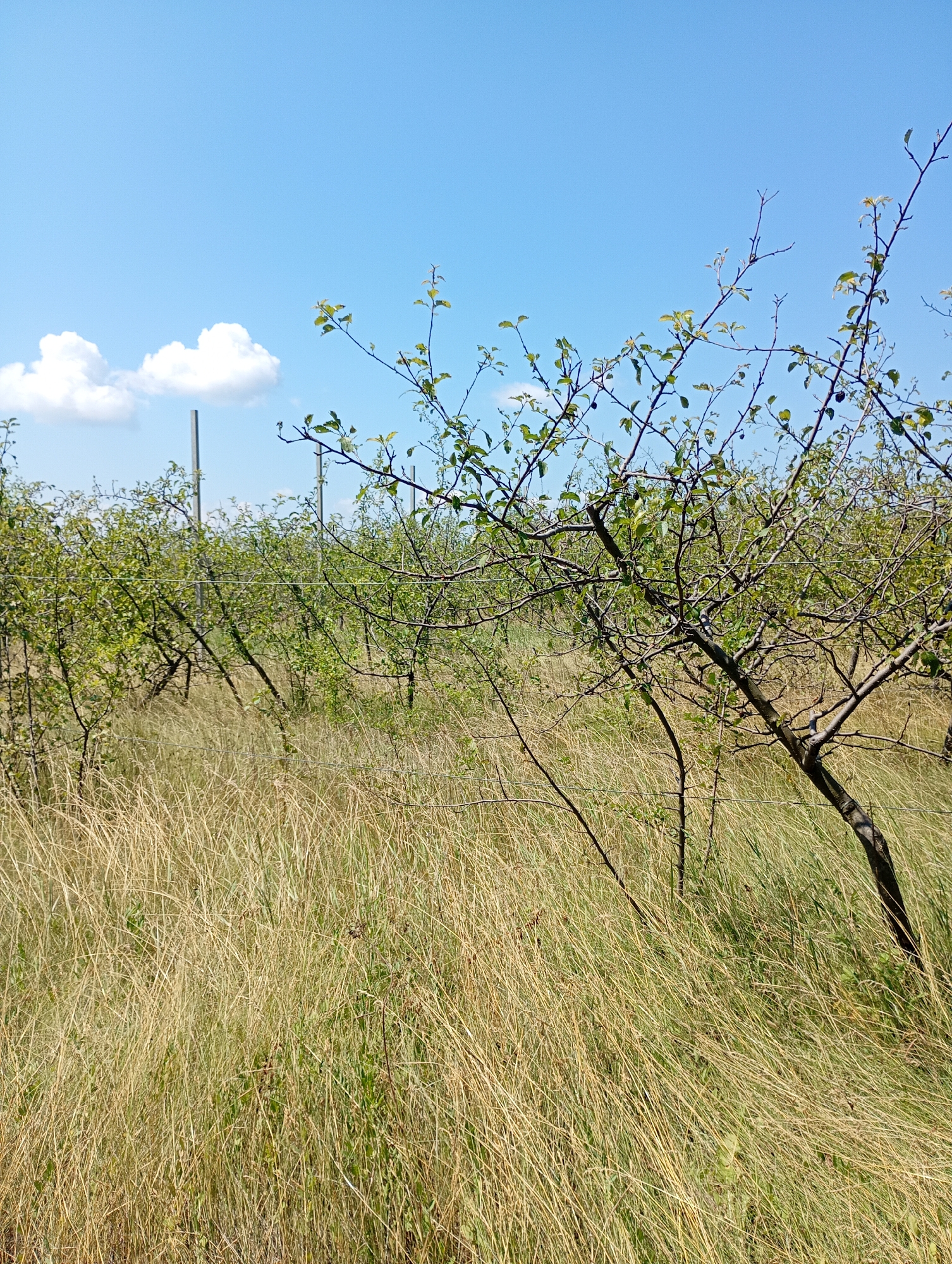 Rural paths and overgrown orchards on a summer morning in Stăuceni