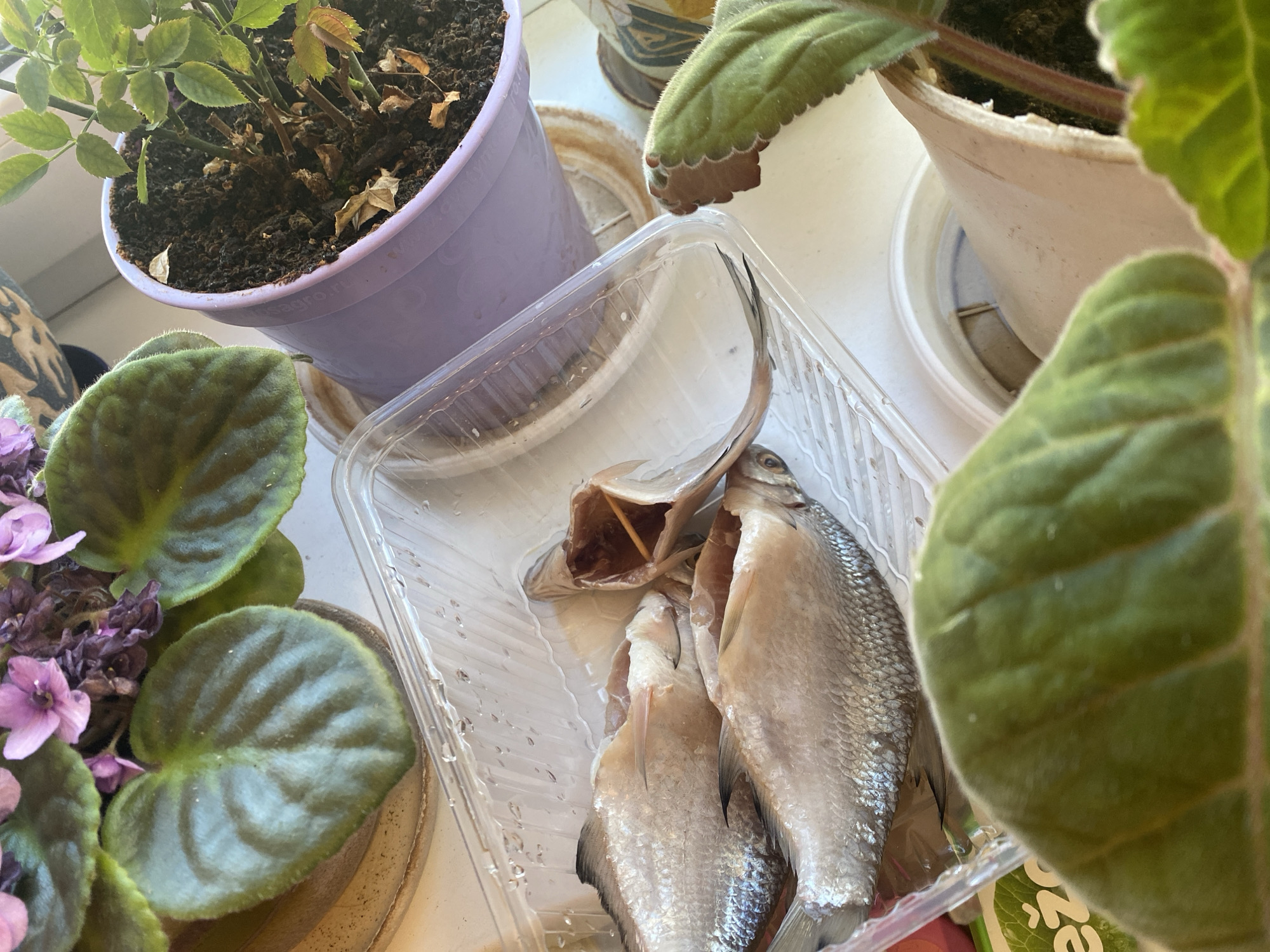 Kitchen and tableware details from a home in Novaya Usman'