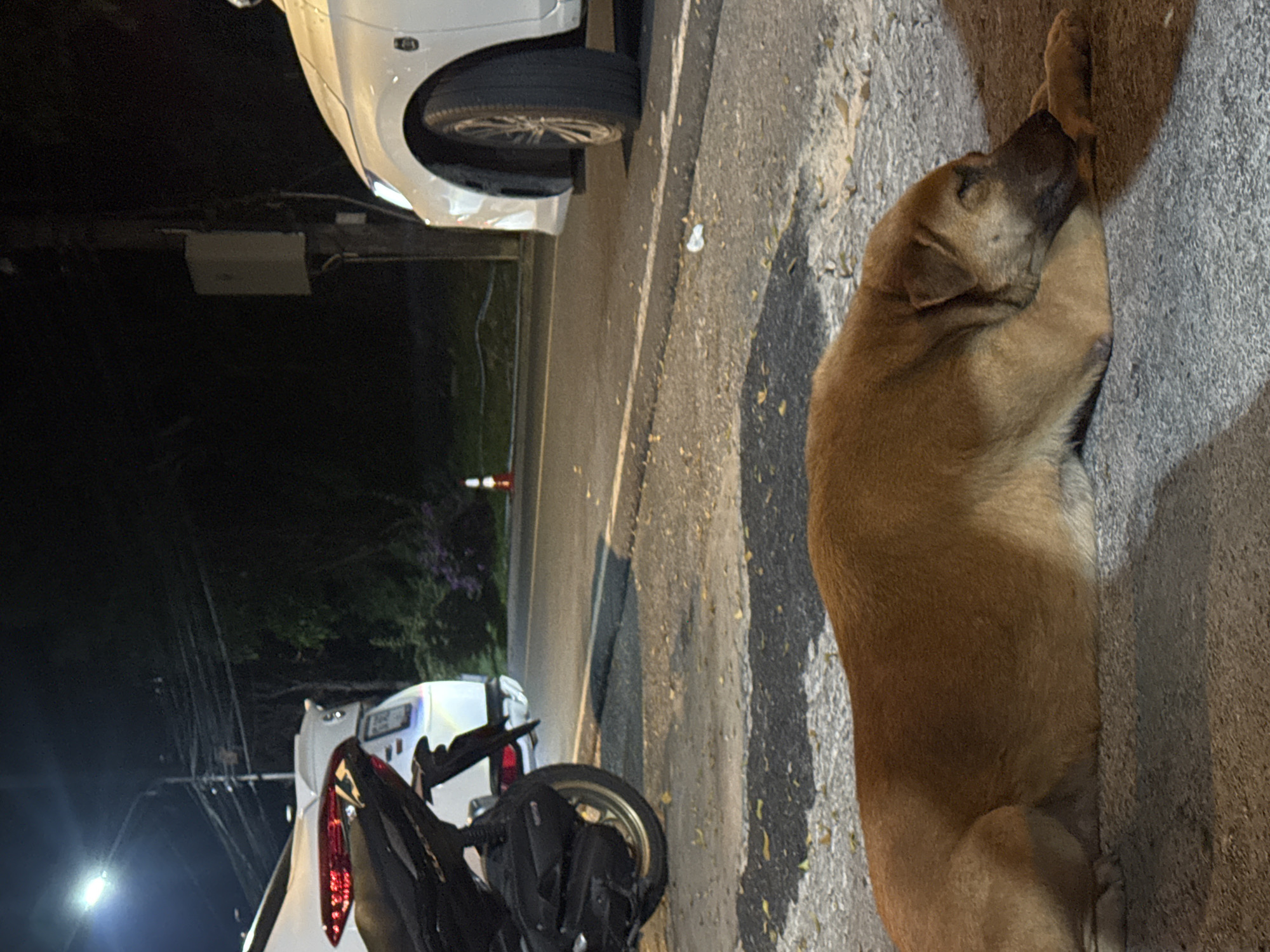 Dog sleeps peacefully on nighttime street in Patong, Thailand