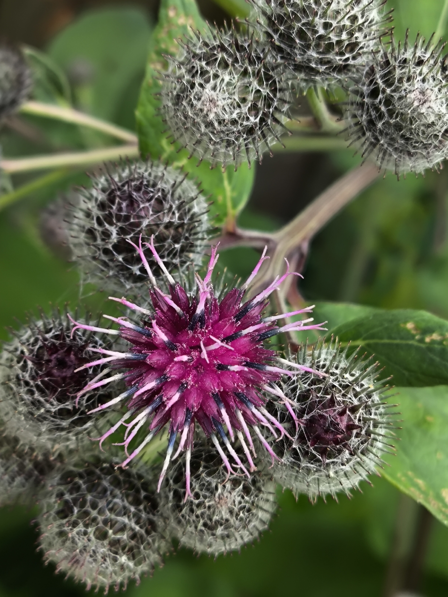 Post-rain macro details: droplets and a thistle in Kaliningrad
