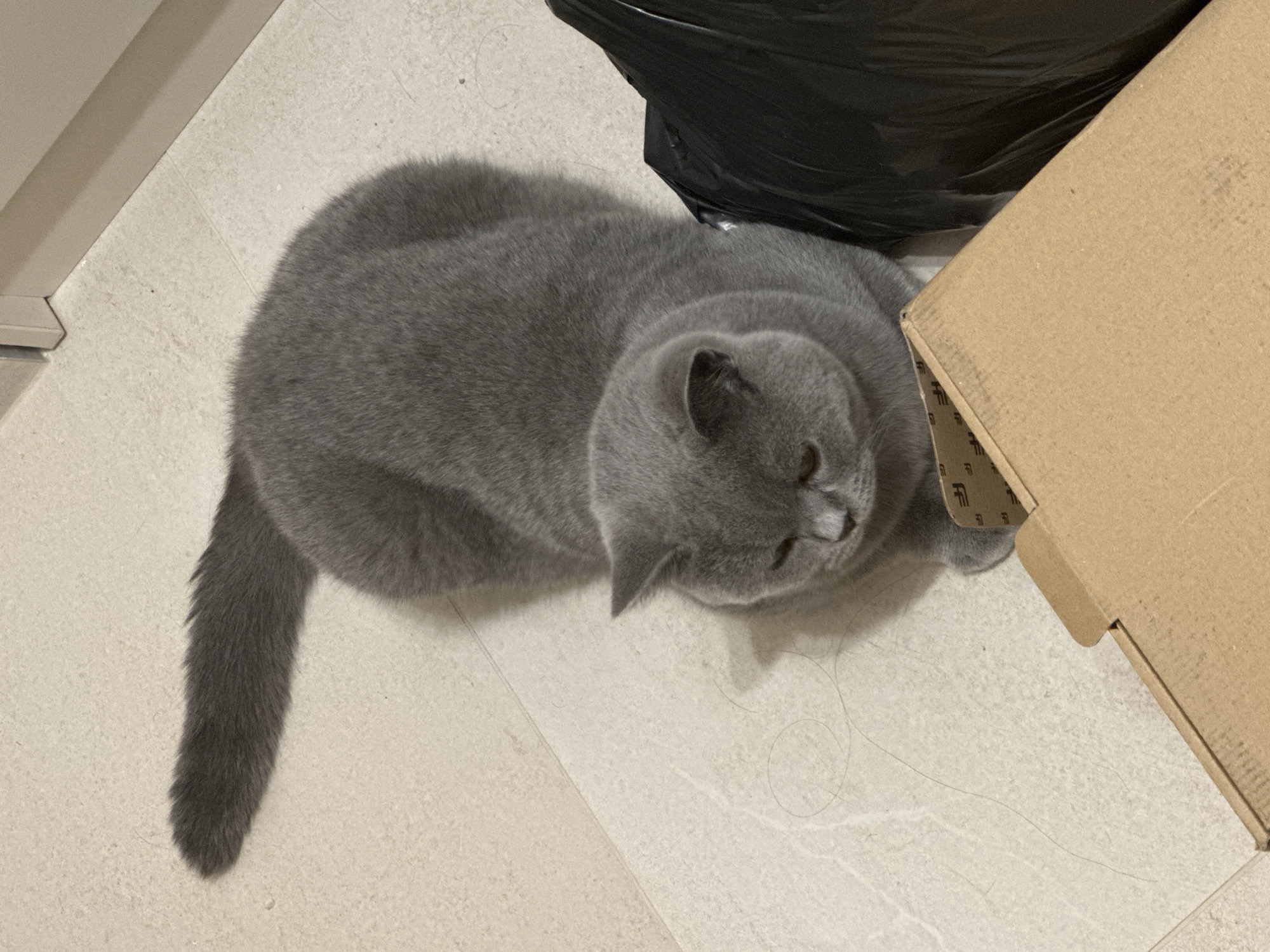 British Shorthair cat relaxing in various indoor spots