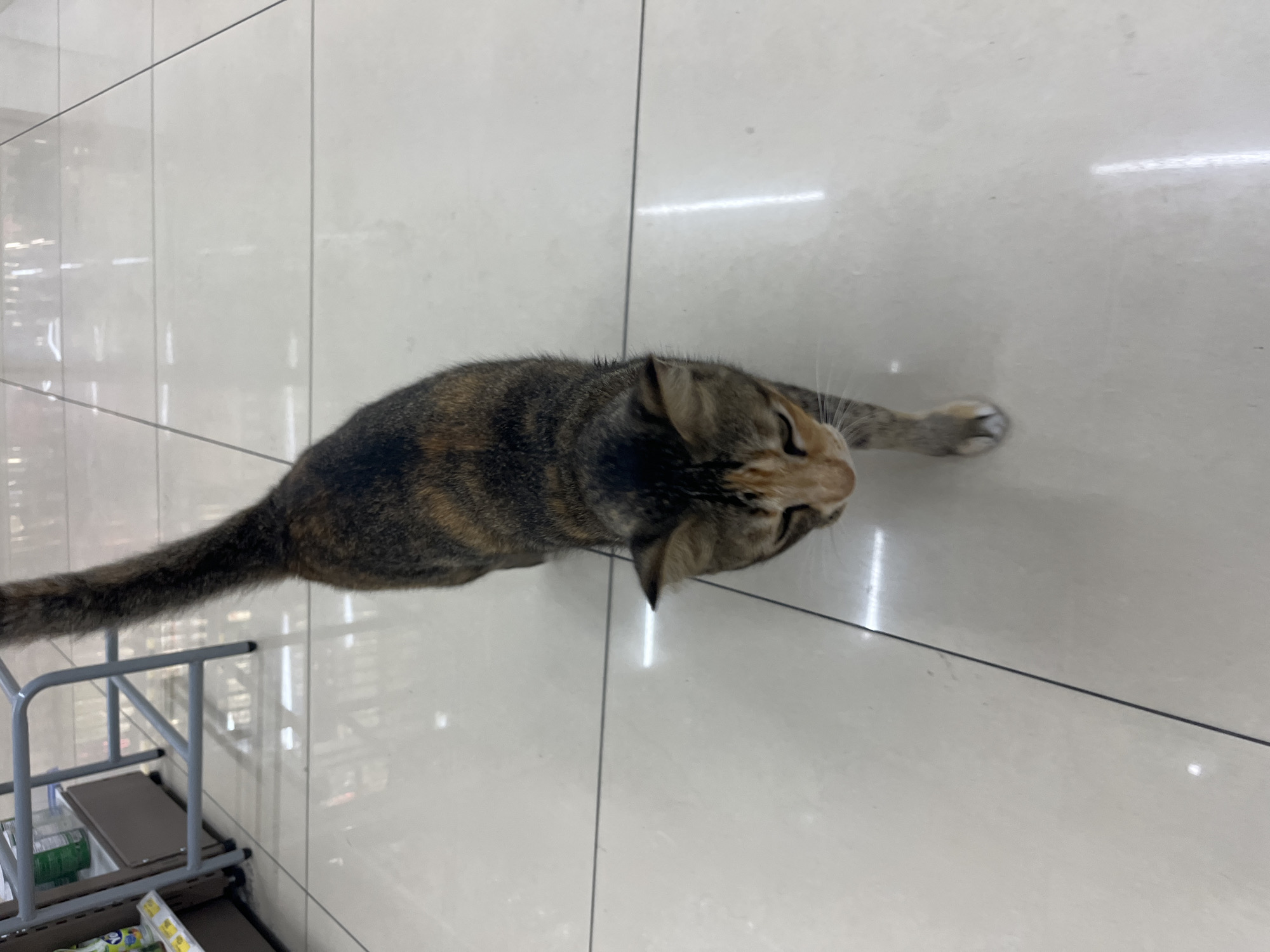 Cats frequent 7-Eleven store in Rawai, Thailand